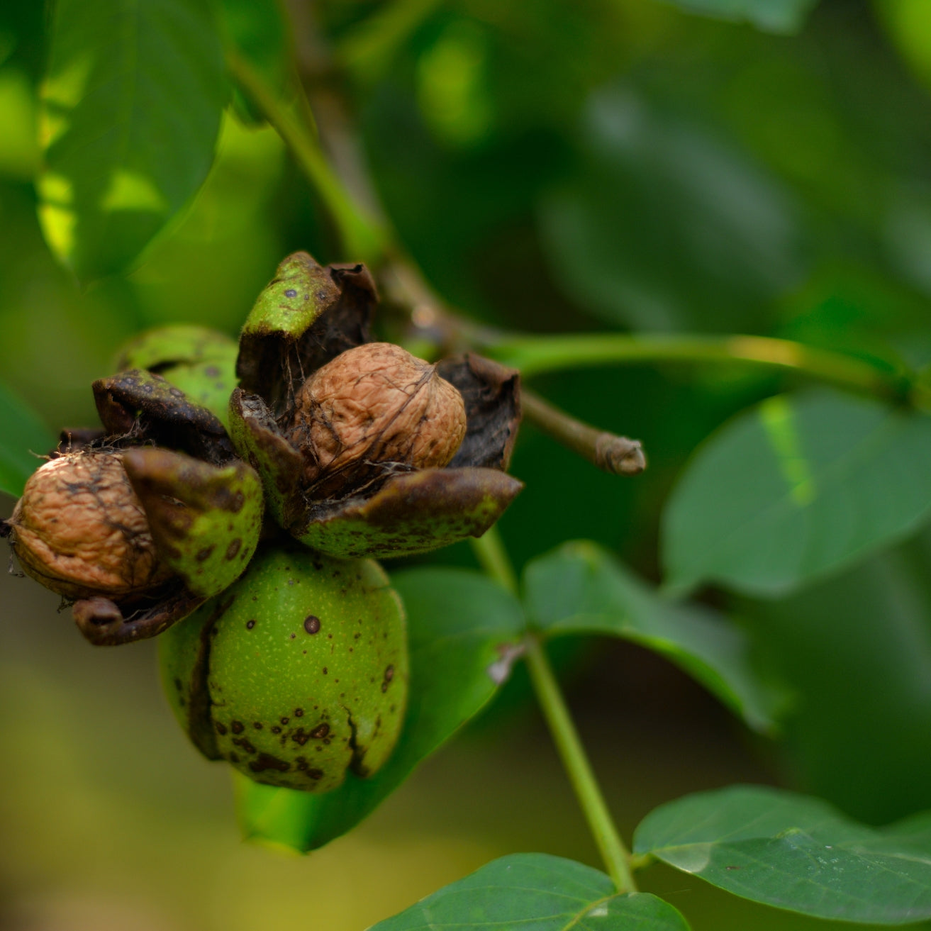 English Walnut (aka Persian Walnut)