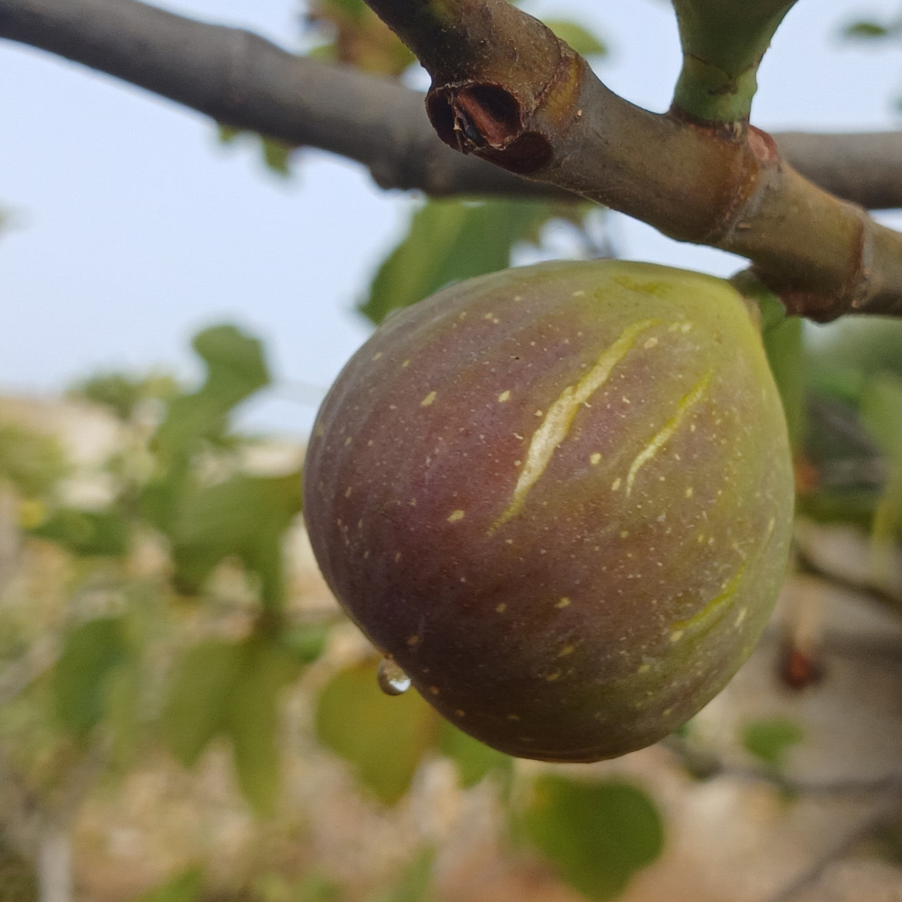 Fig