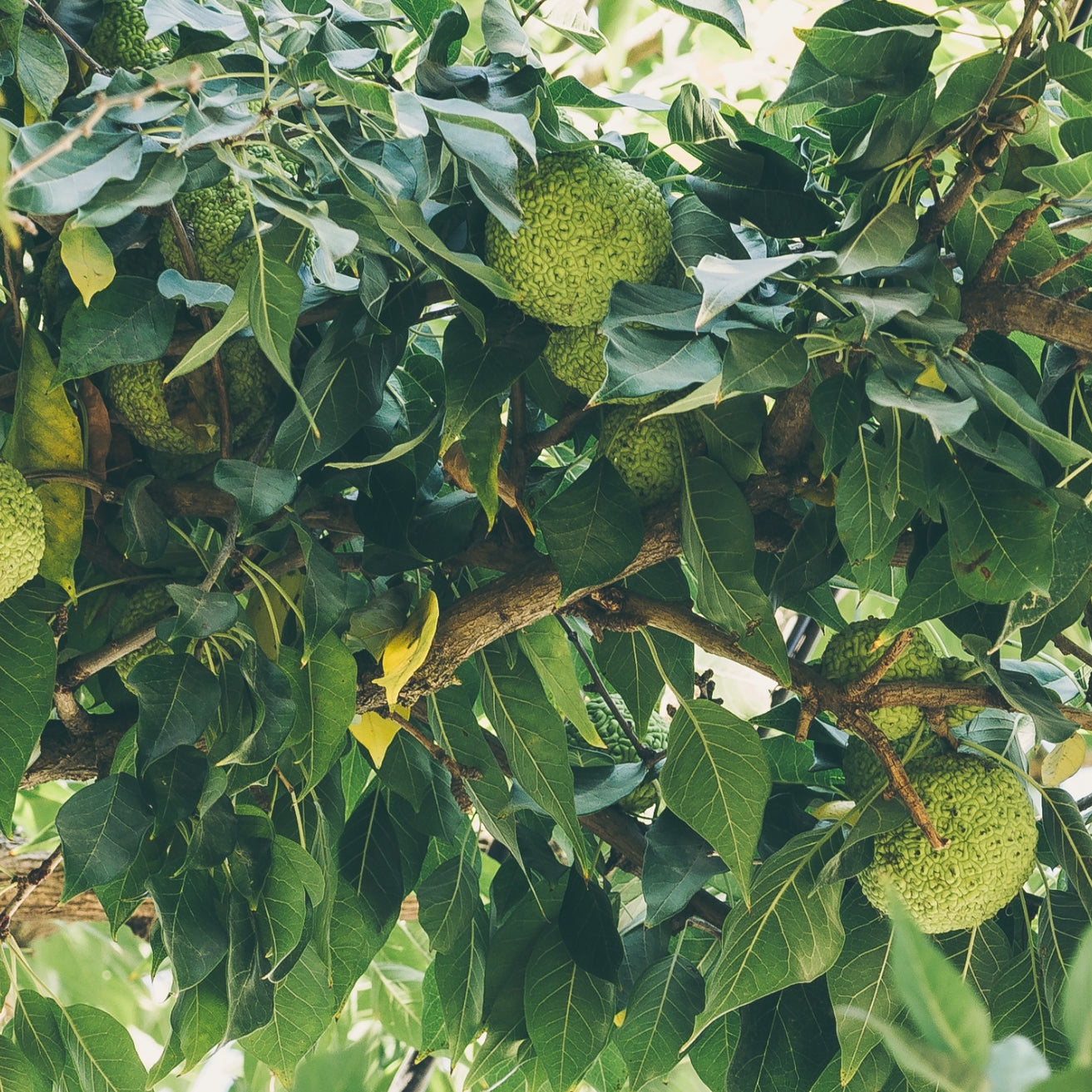 Osage Orange