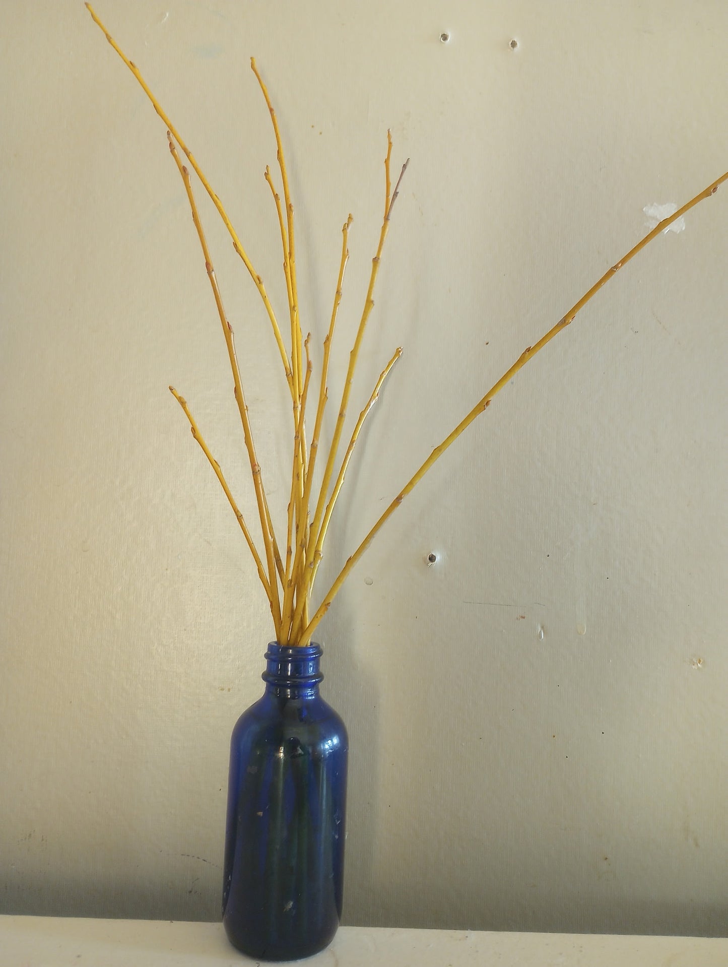 Willow (bundle of 3)