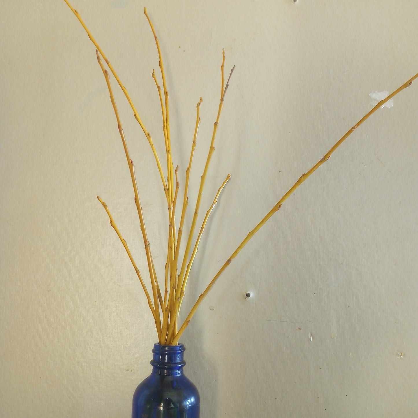 Willow (bundle of 5)