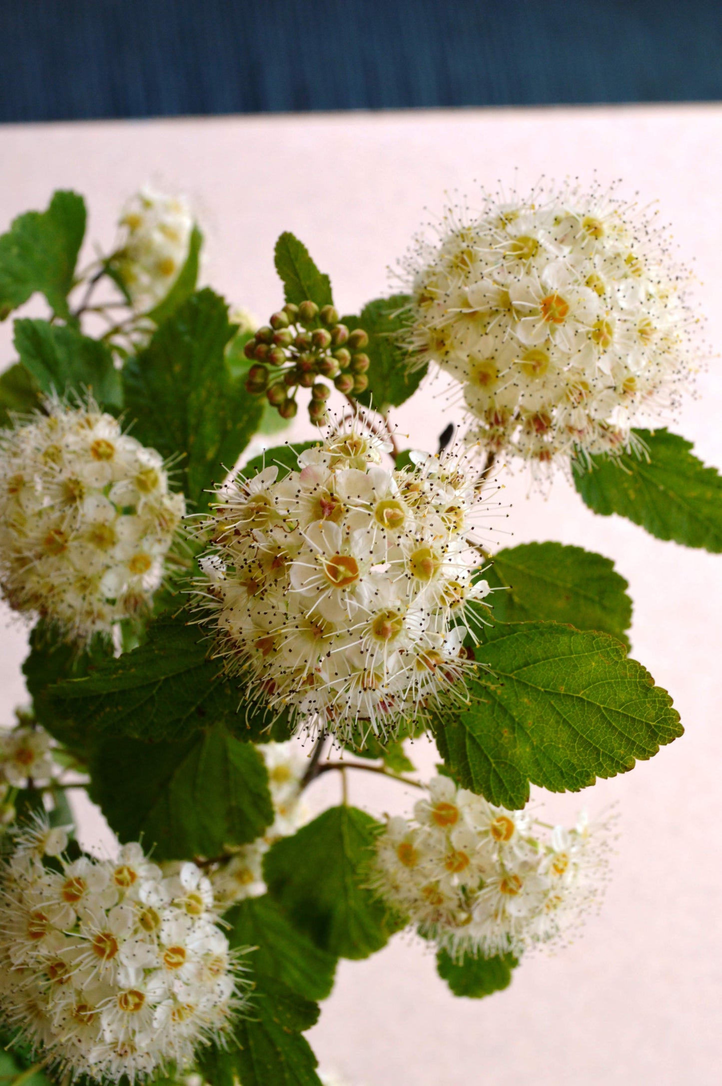 Ninebark