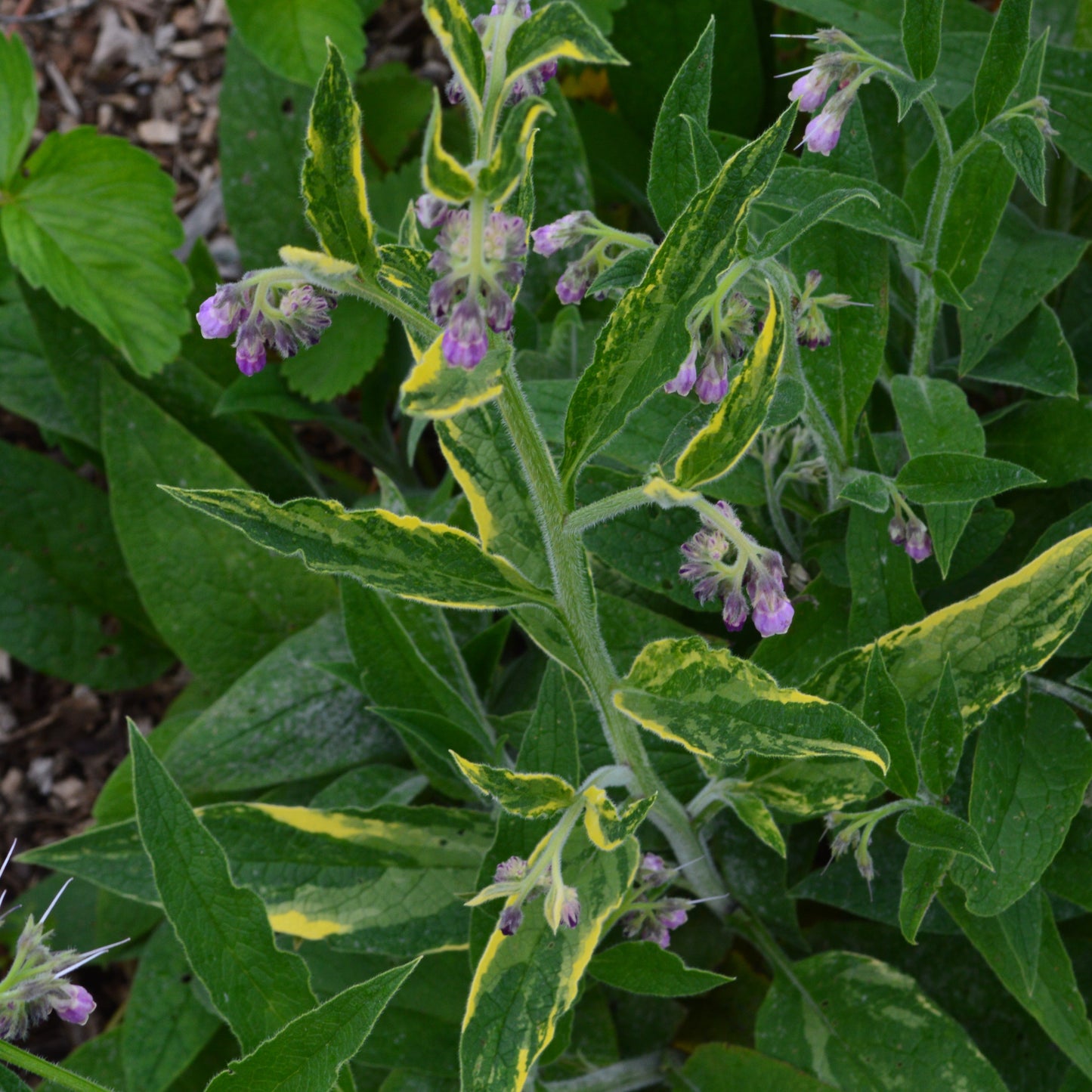 Comfrey