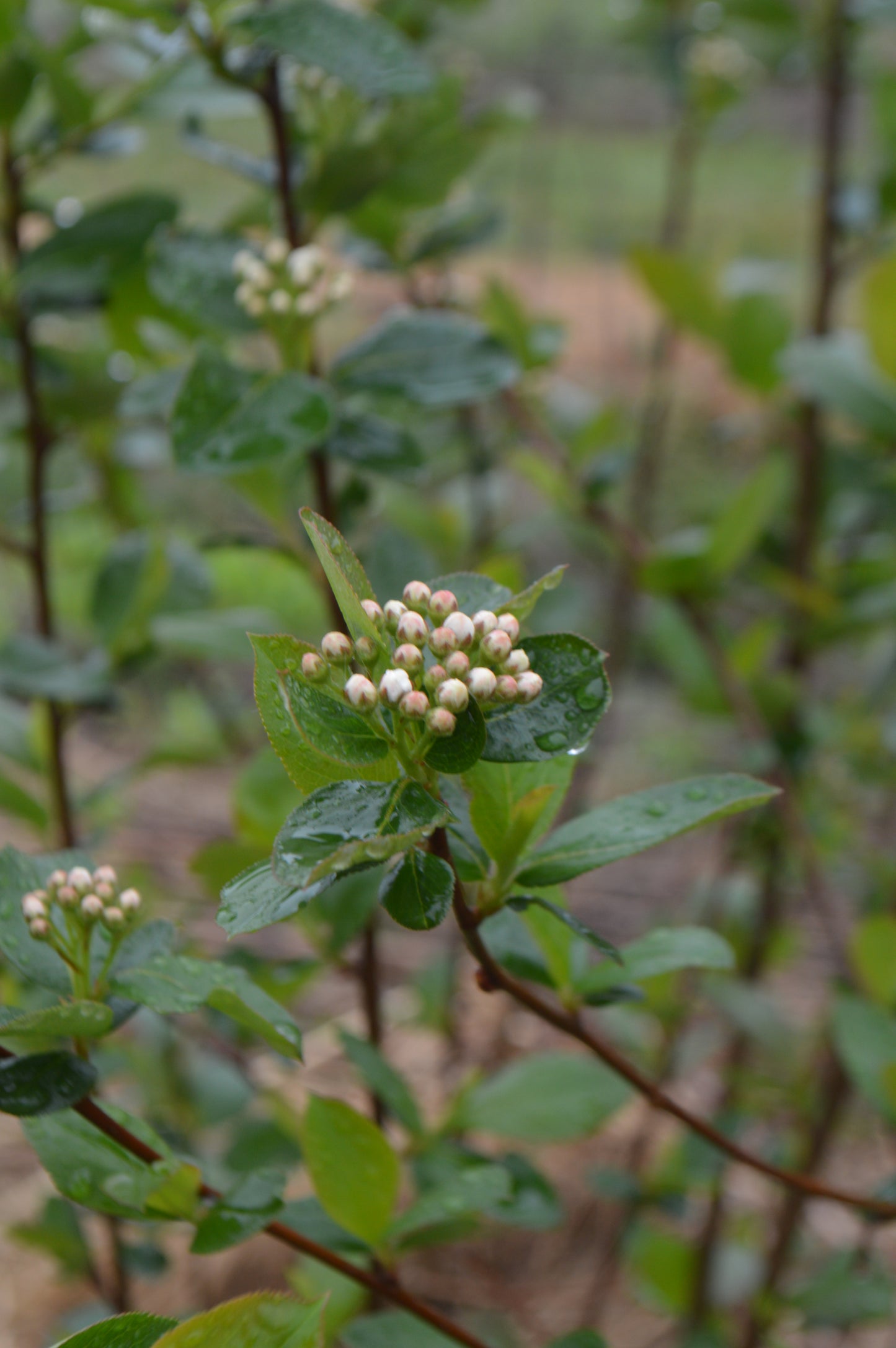 Aronia