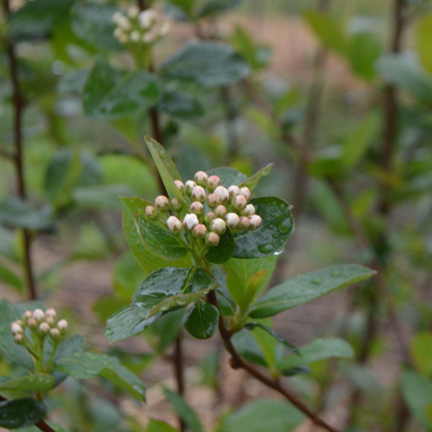 Aronia Berry (Chokeberry)