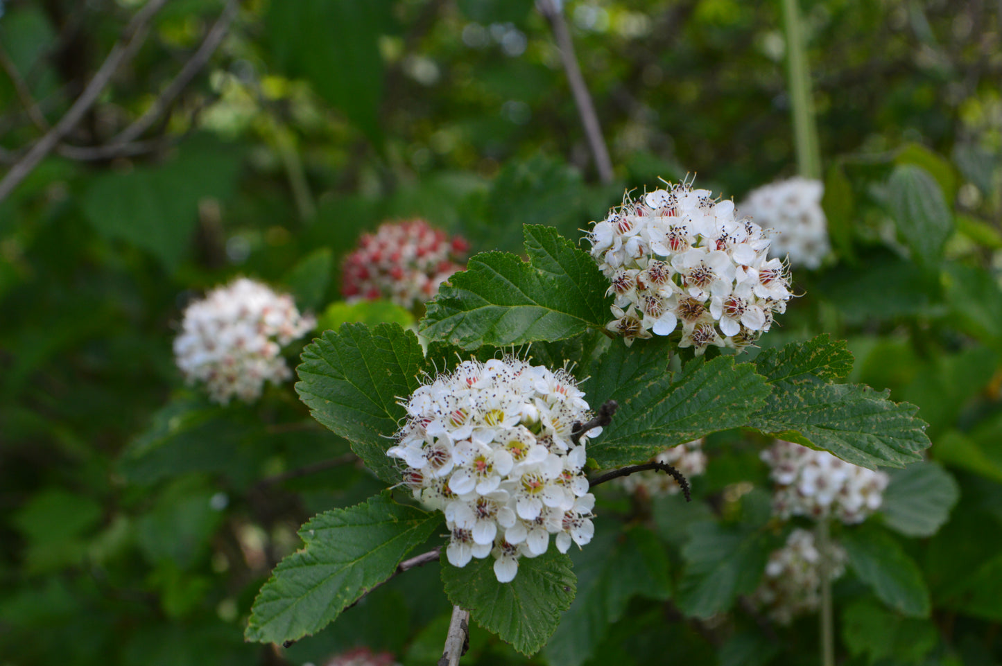 Ninebark