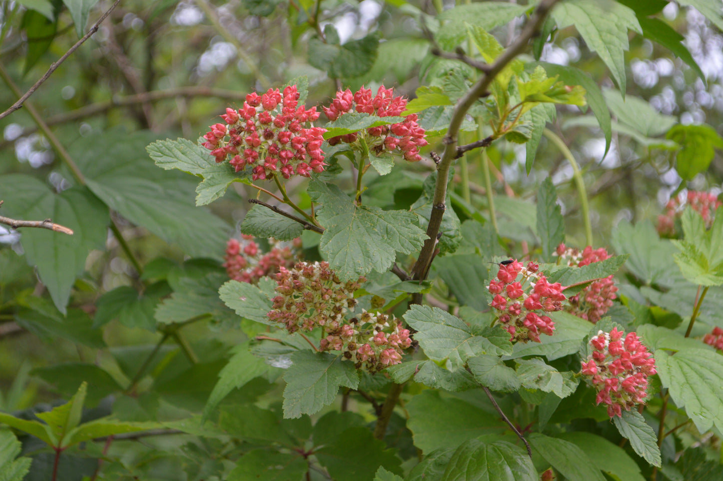 Aronia