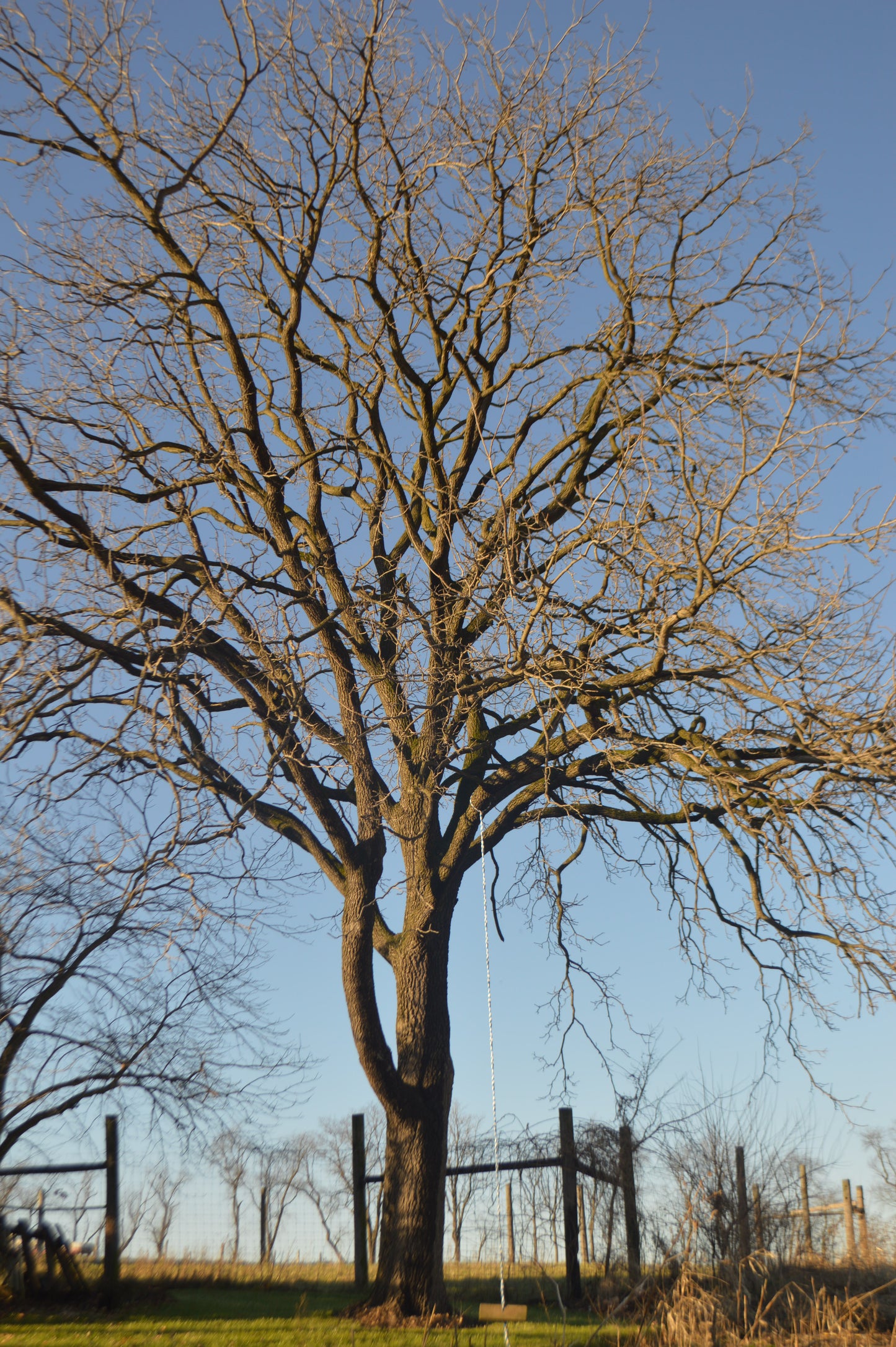 Black Walnut