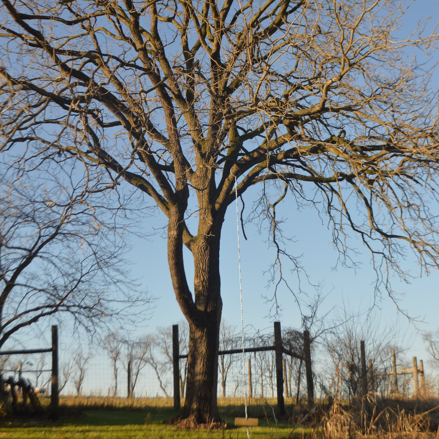 Jumbo Black Walnut