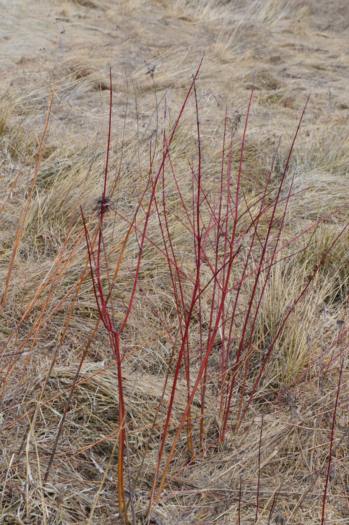 Red-Osier Dogwood (aka Red-twigged Dogwood)