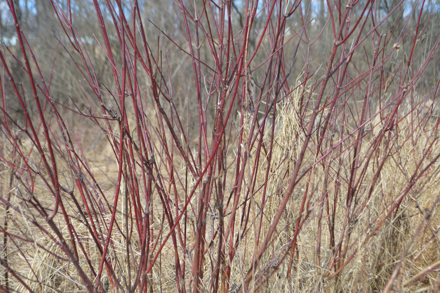 Red-Osier Dogwood (aka Red-twigged Dogwood)