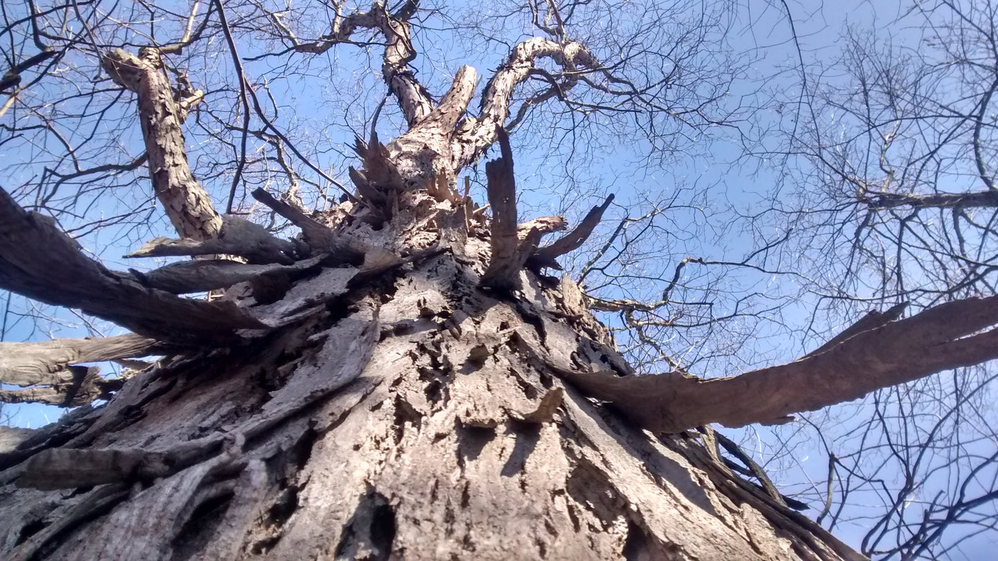 Shagbark Hickory