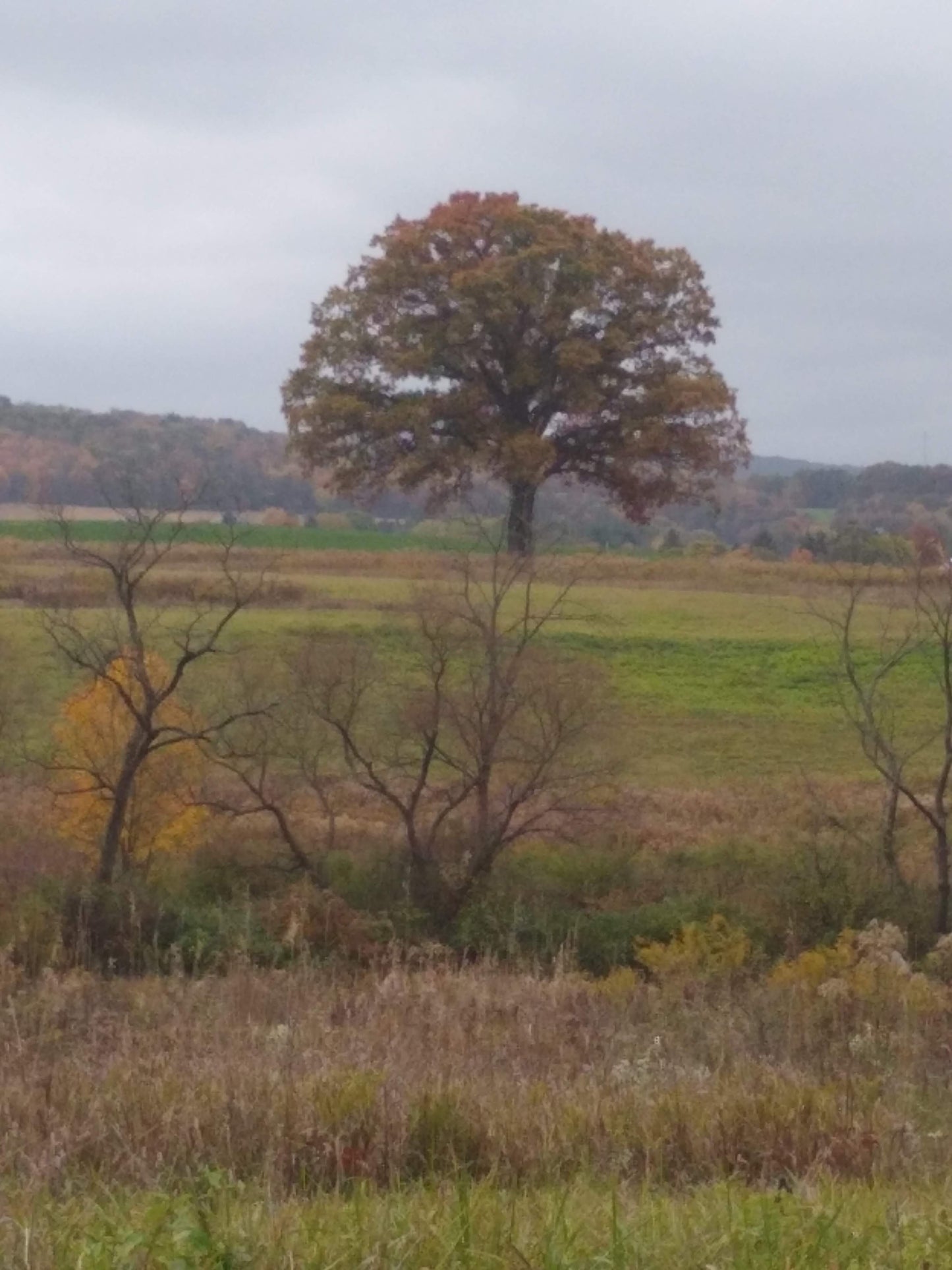 White Oak