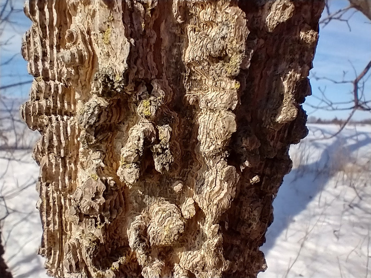 Hackberry