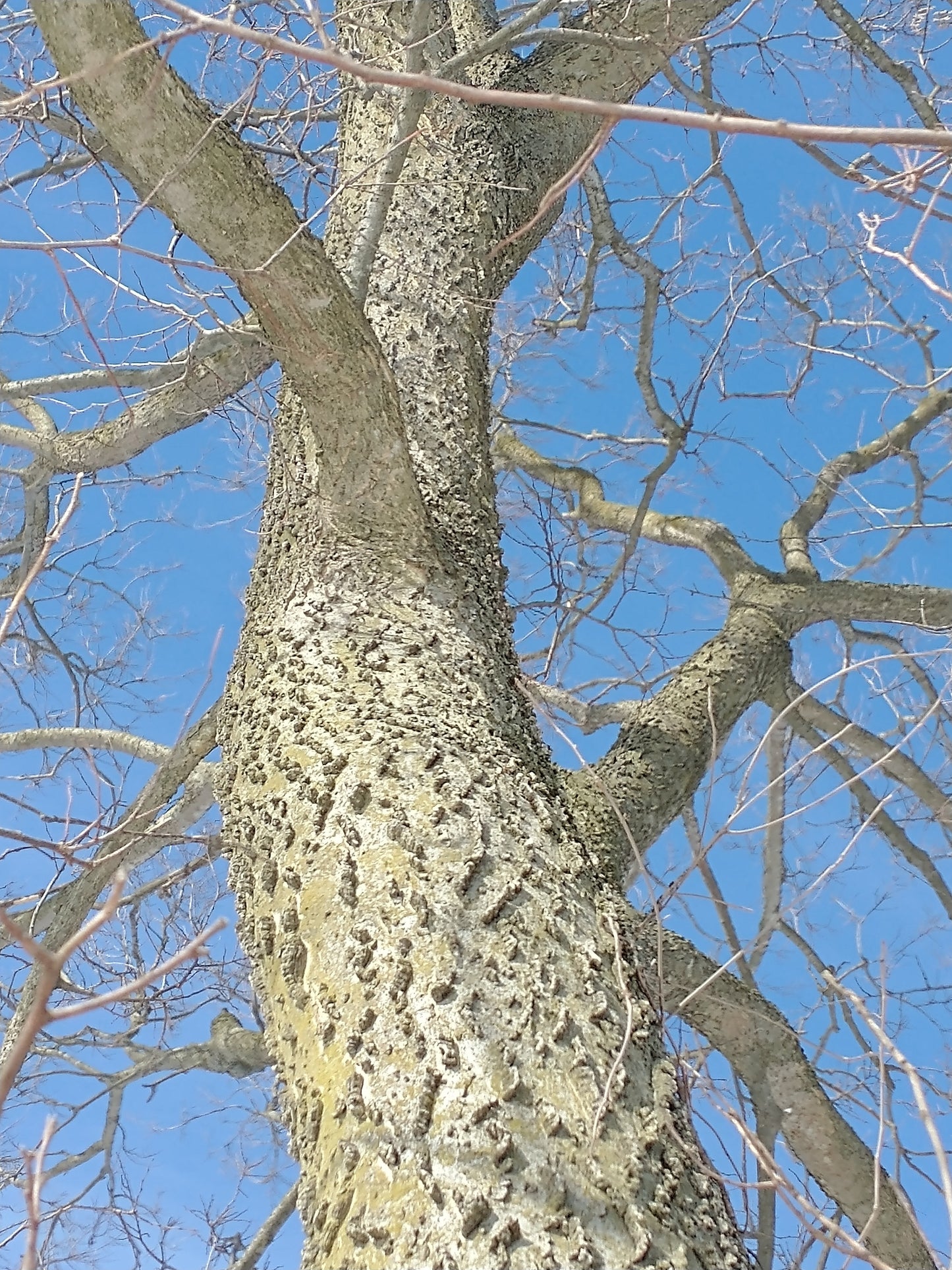 Hackberry