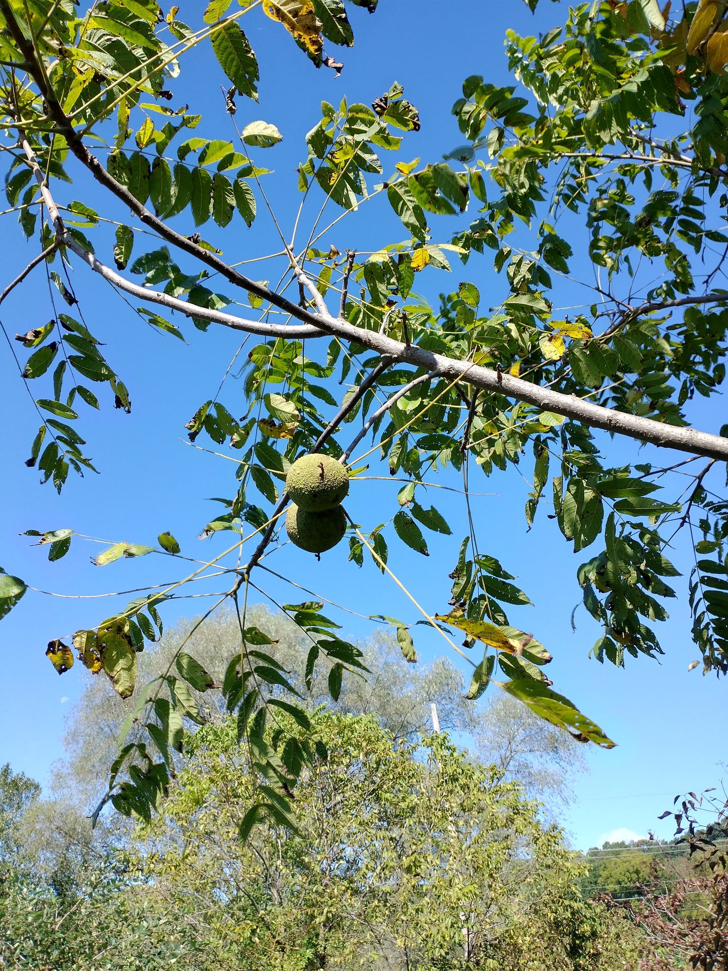 Black Walnut
