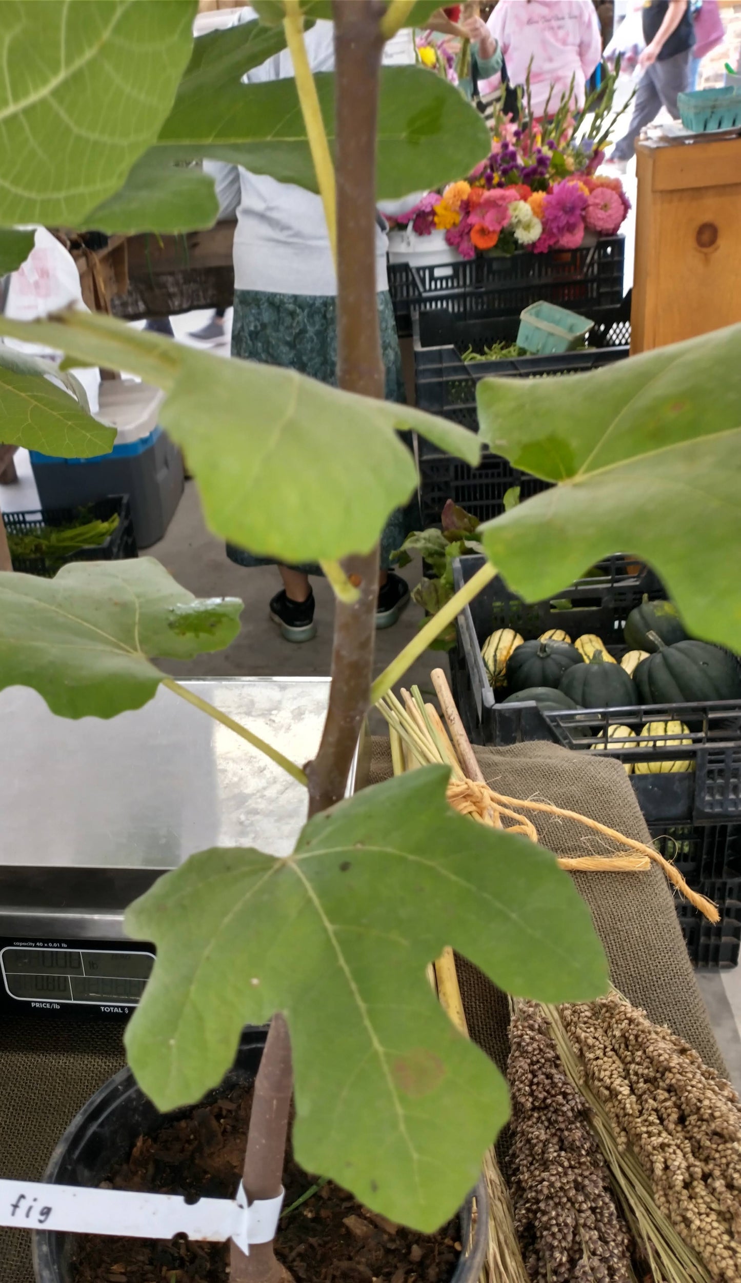 Figs