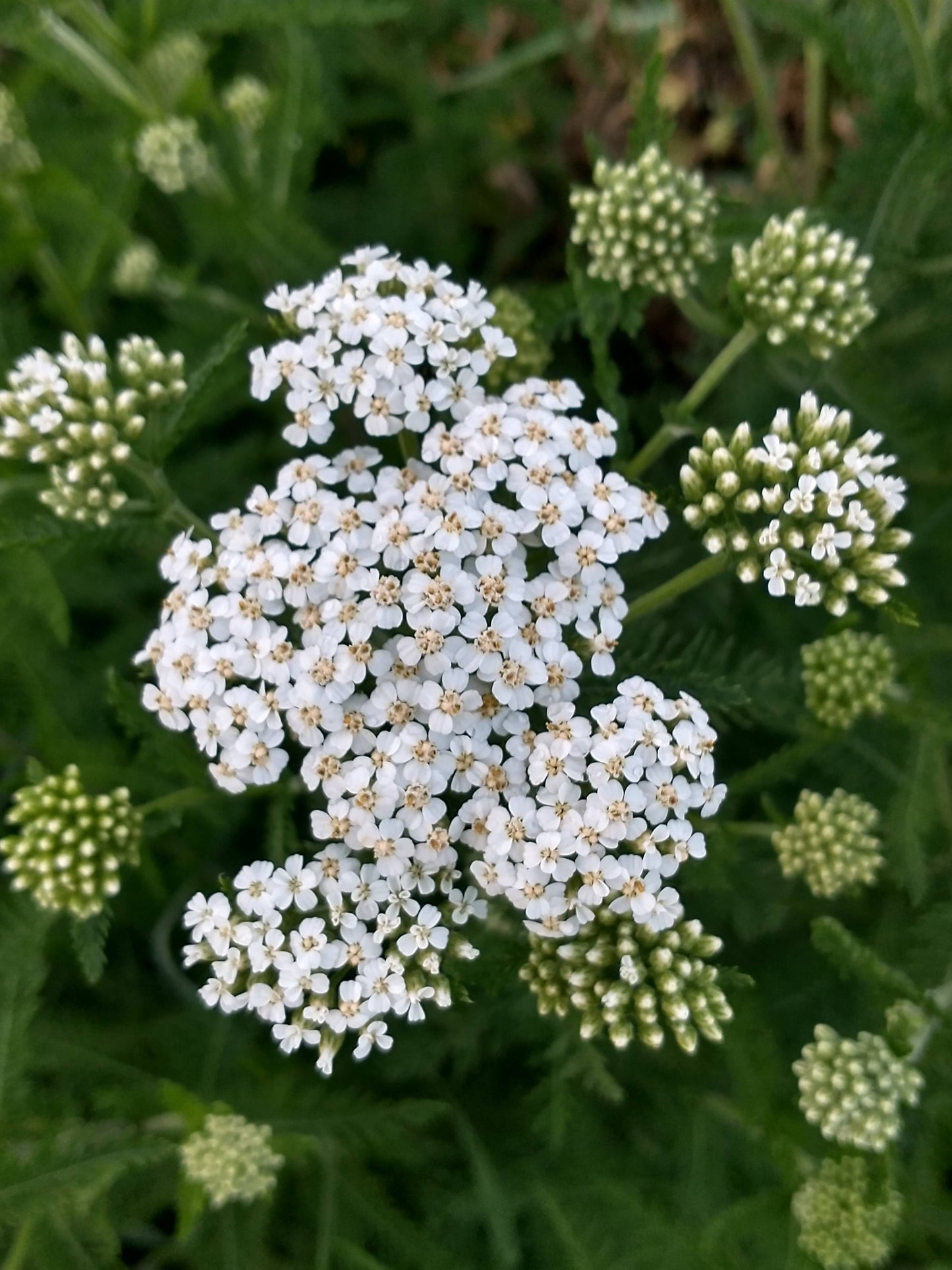 Yarrow