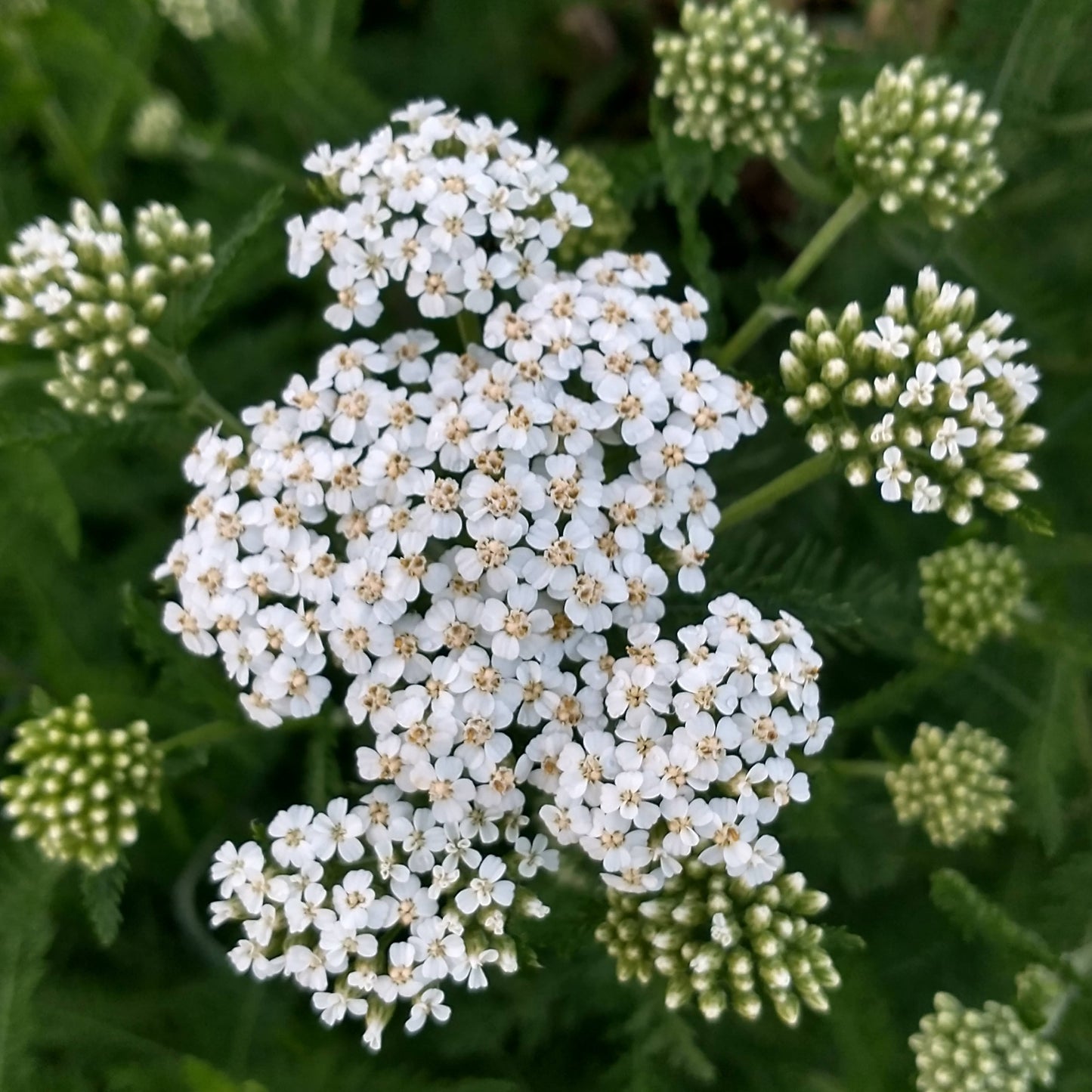 Yarrow