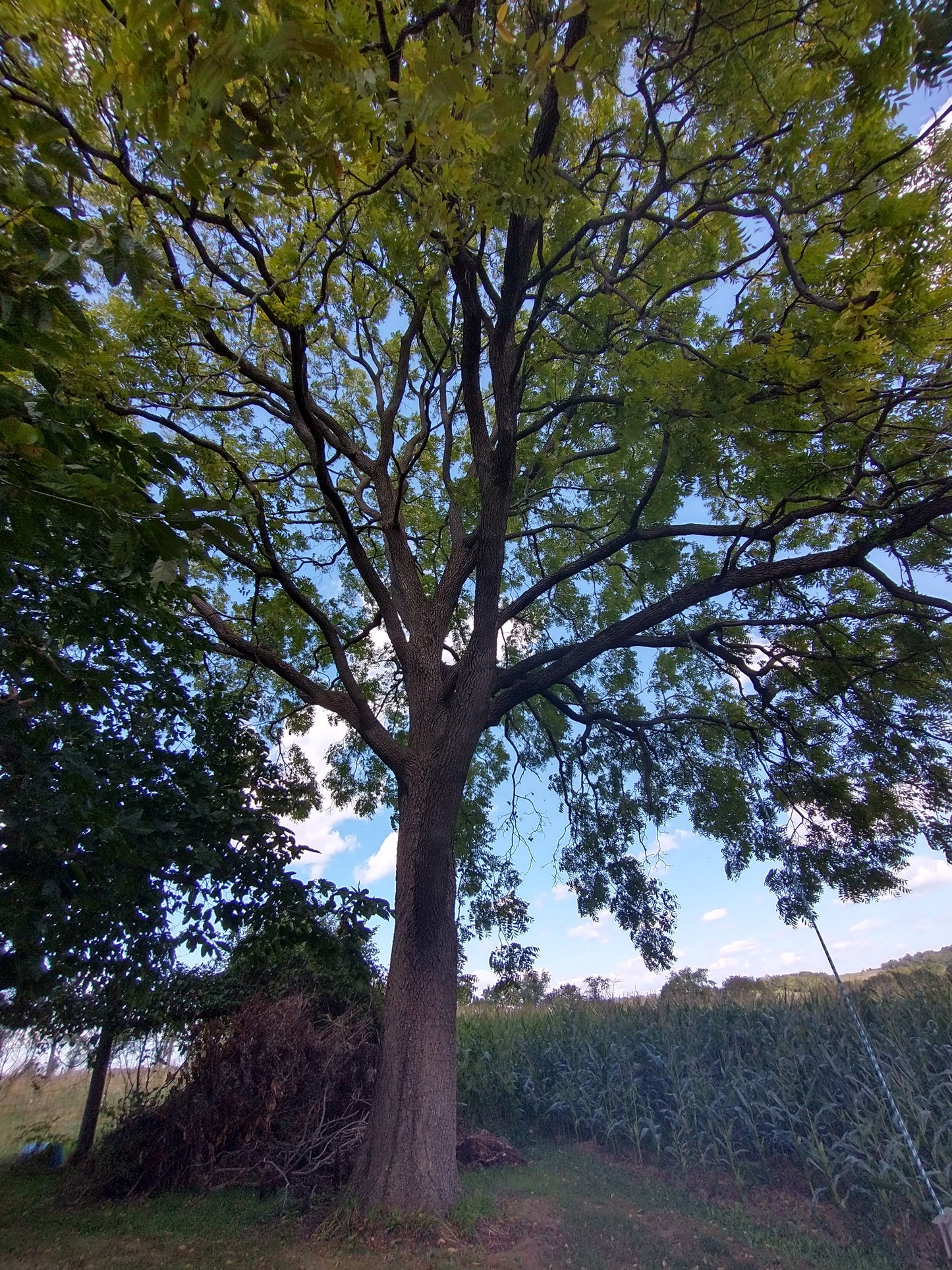 Black Walnut
