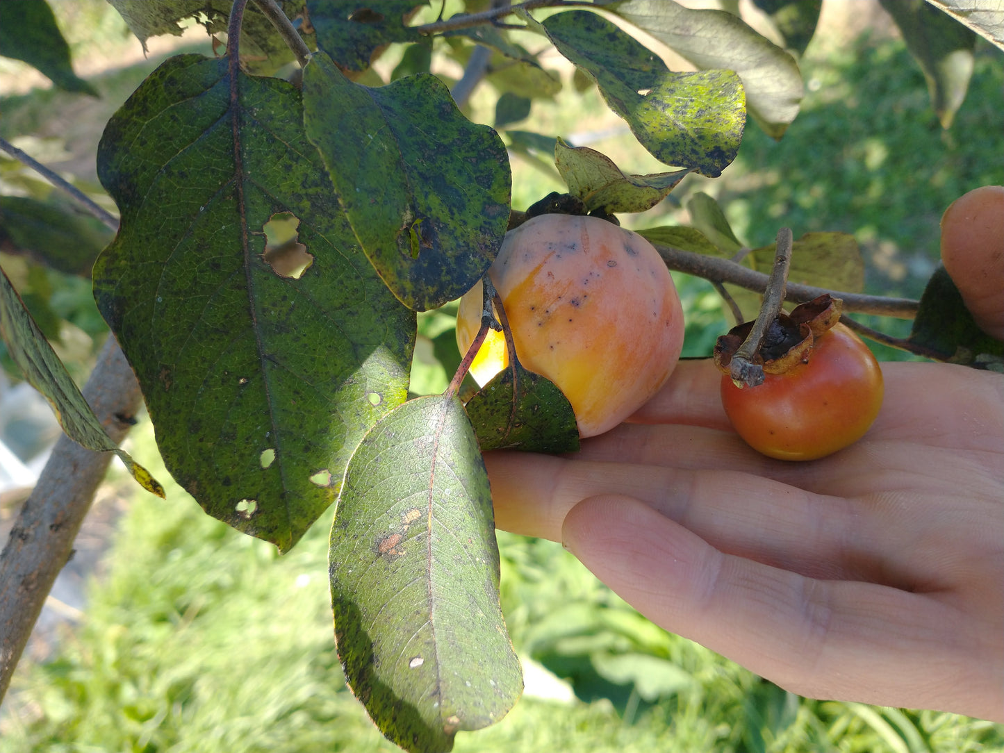 American Persimmon
