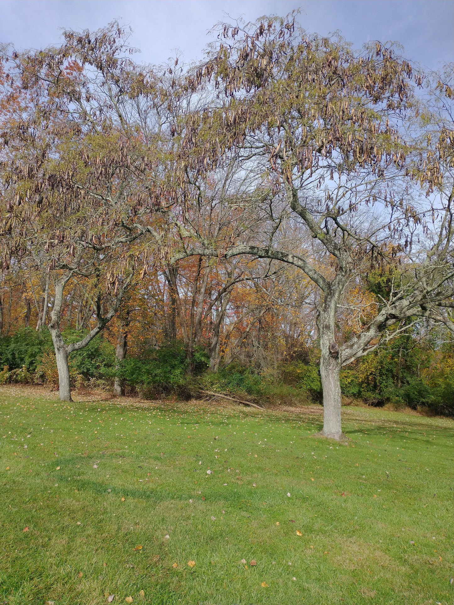 Honey Locust