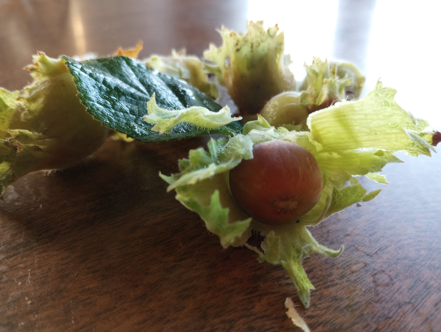 American Hazelnut