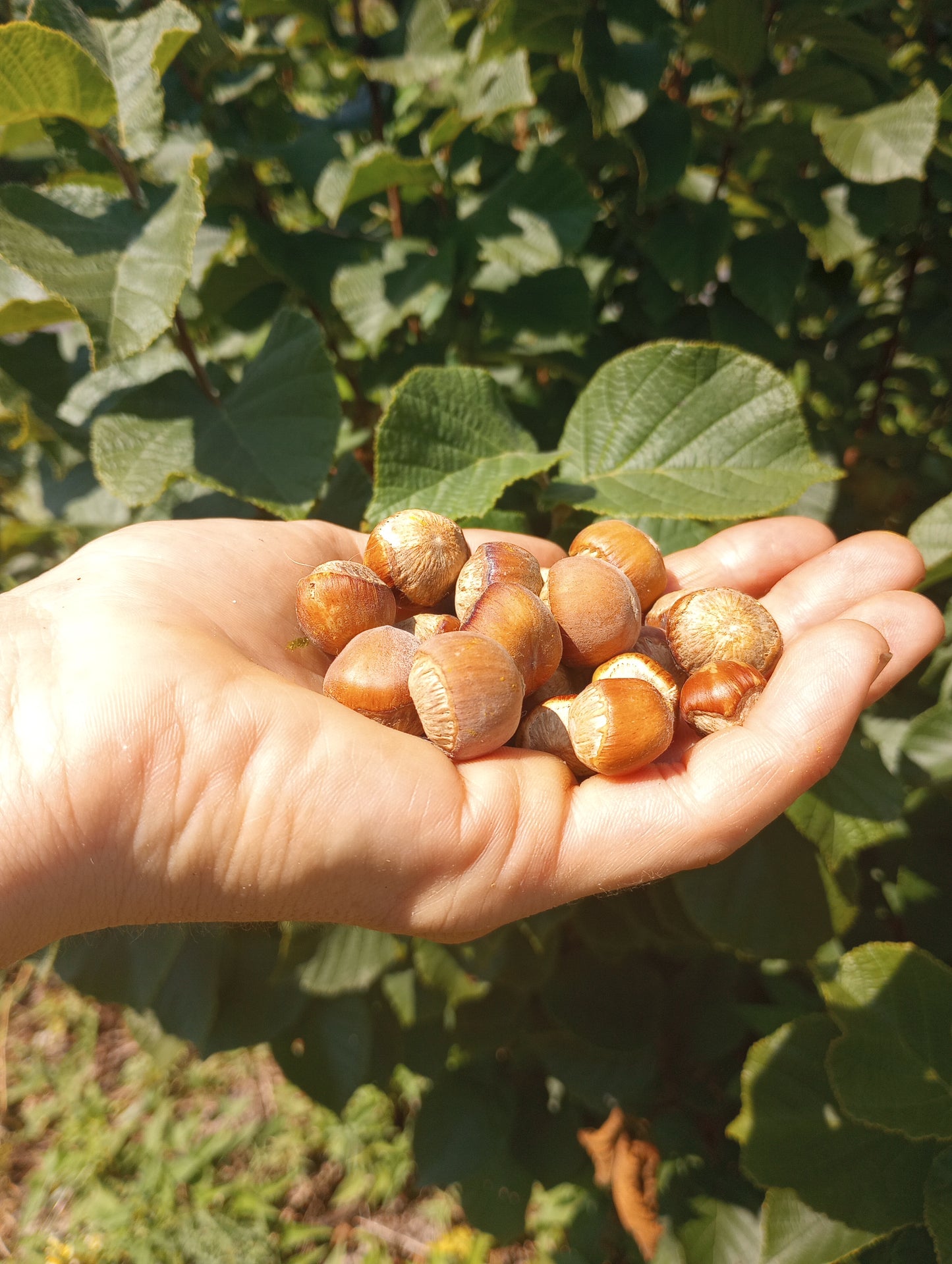 American Hazelnut