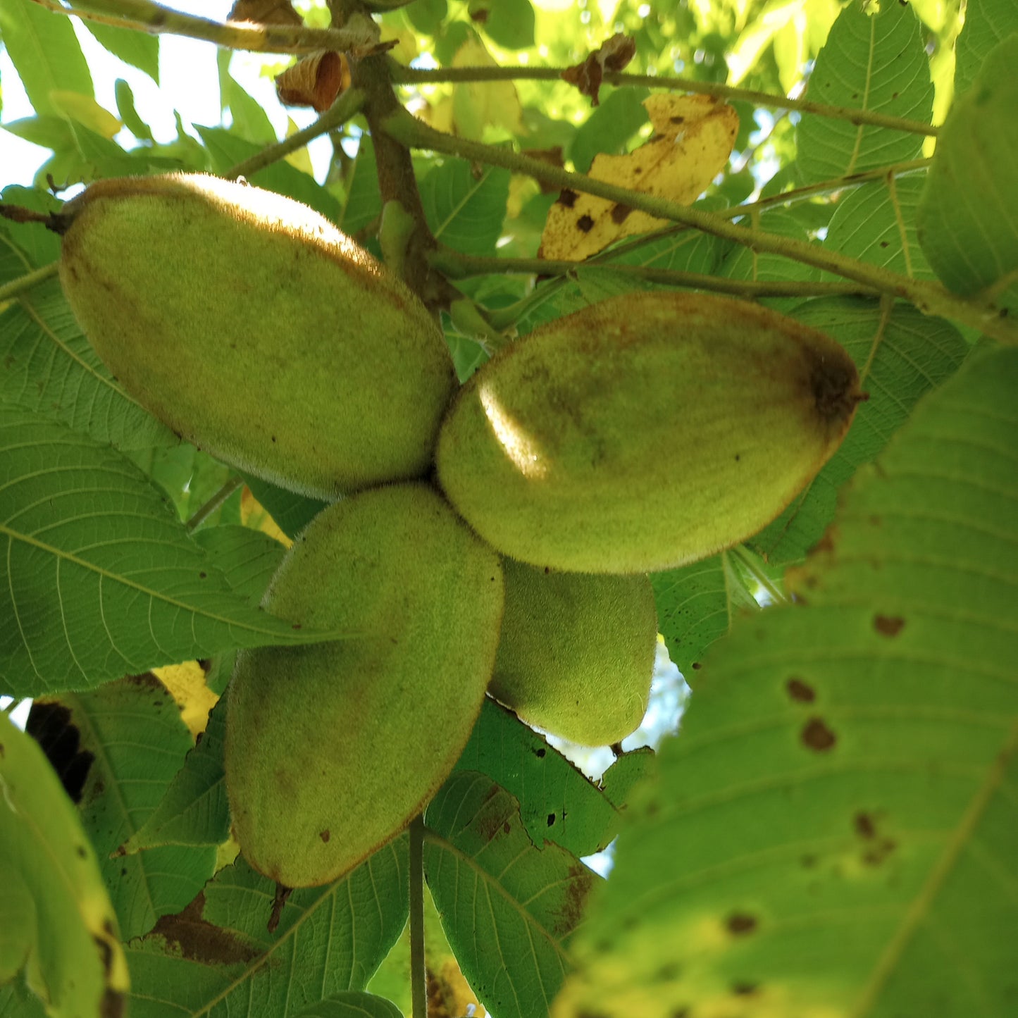 Butternut (white walnut)