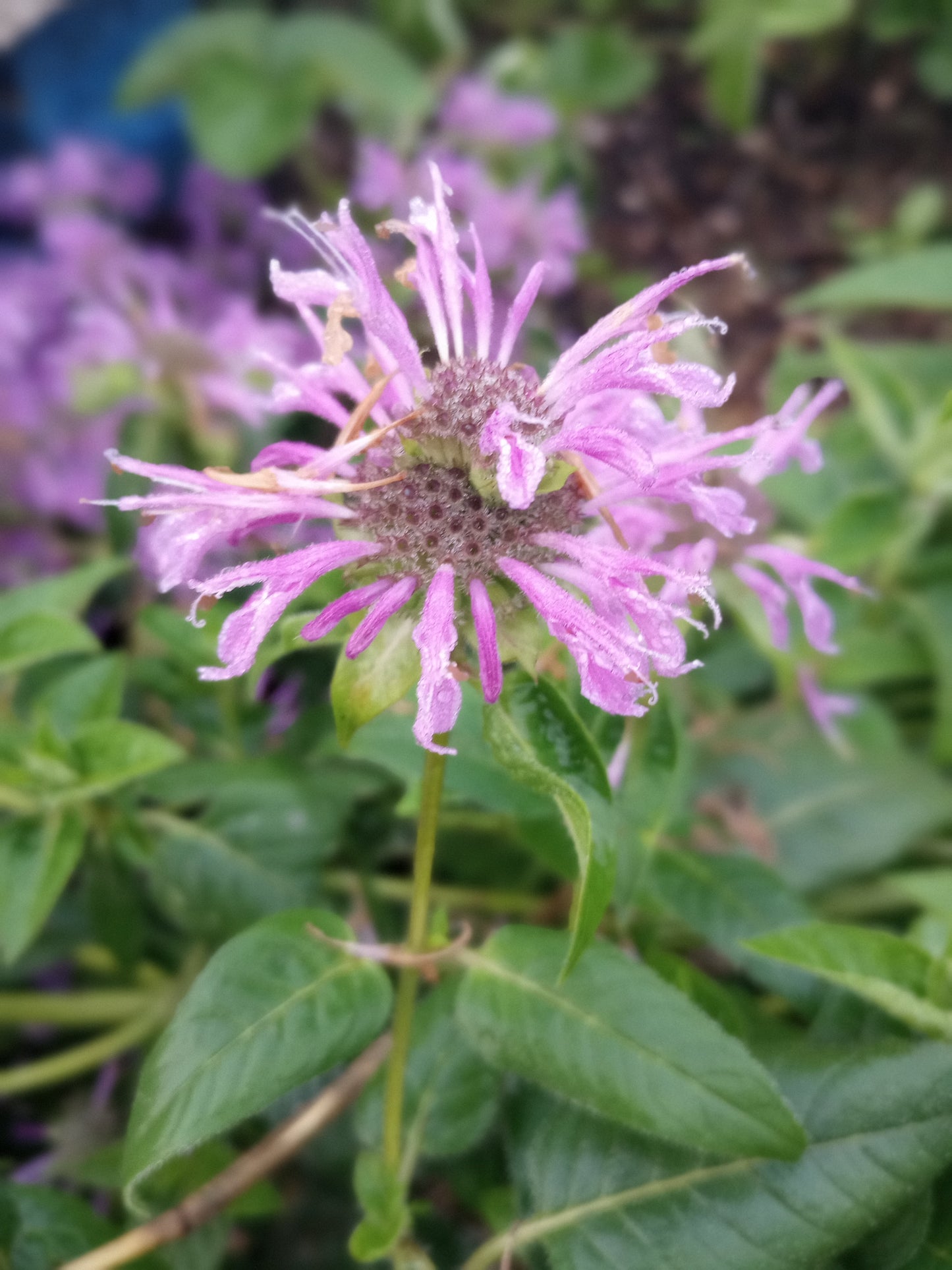 Bee Balm (Bergamot -bundle of 3)