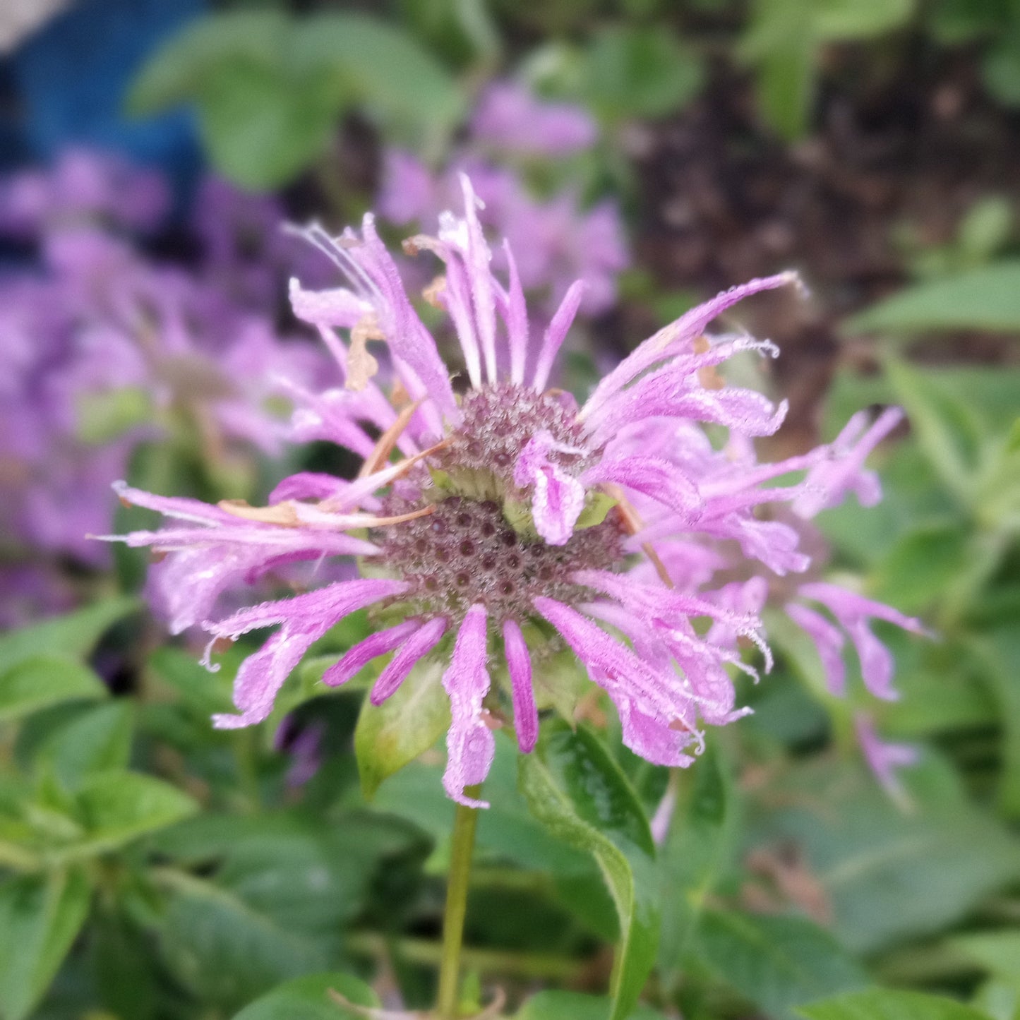 Bee Balm (Bergamot -bundle of 5)