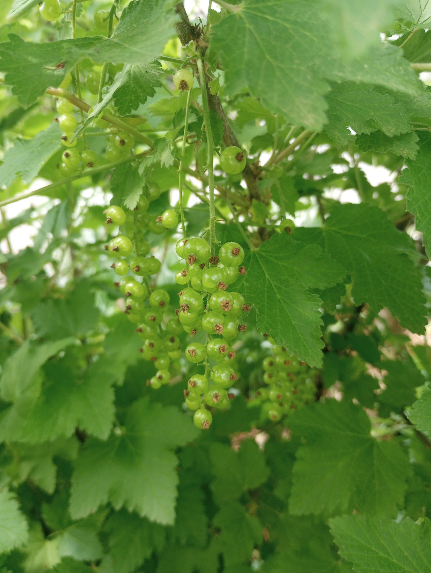 Currant