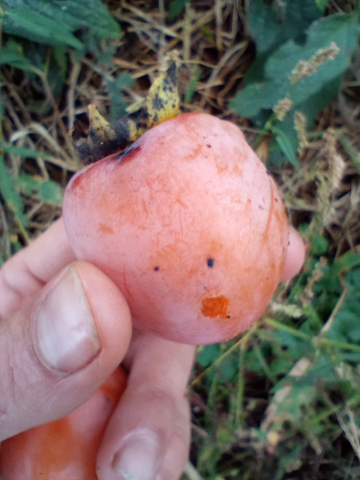 American Persimmon