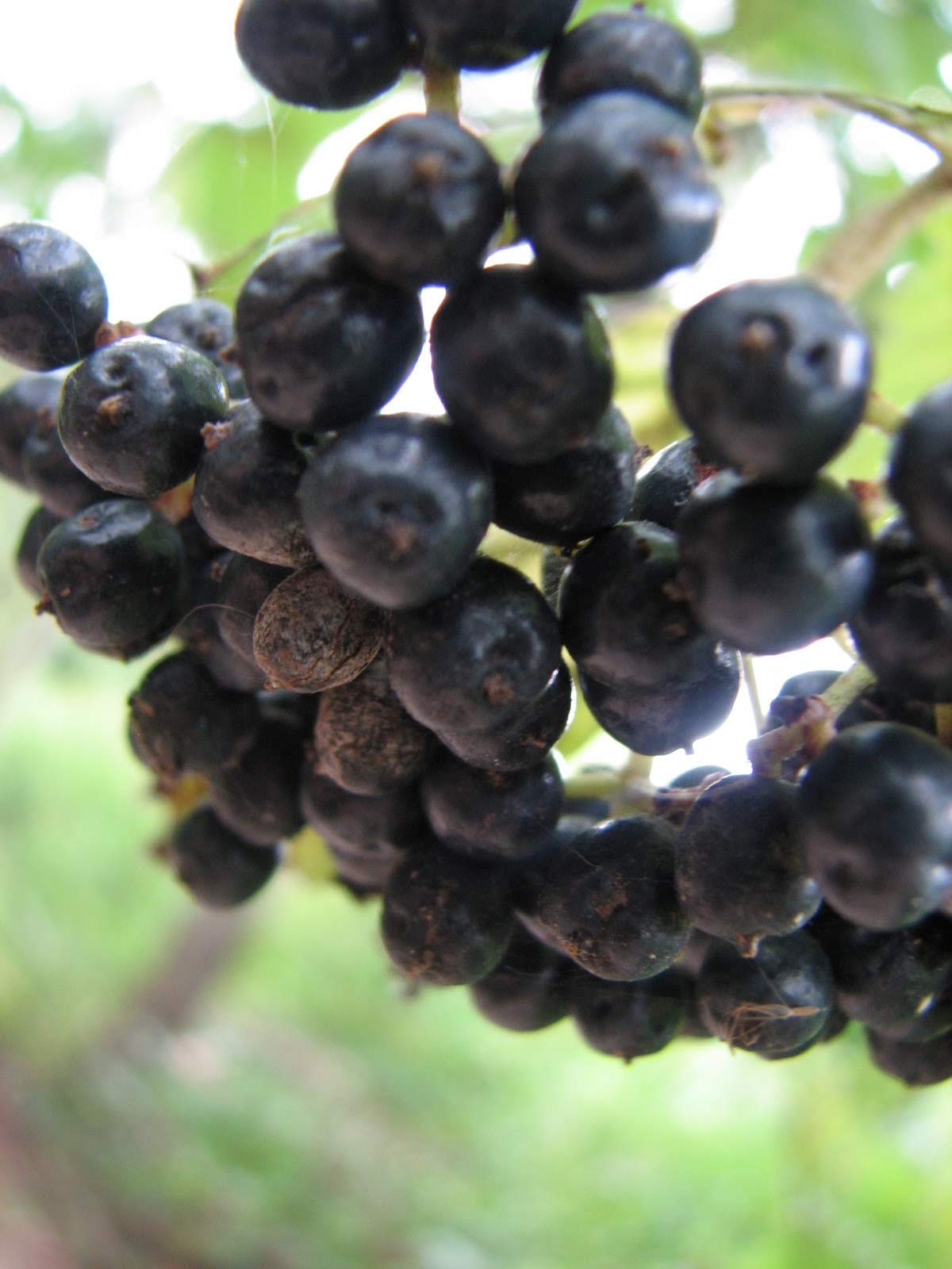 Aronia