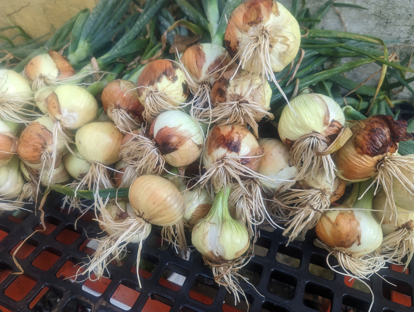 Onion & Shallot Plants