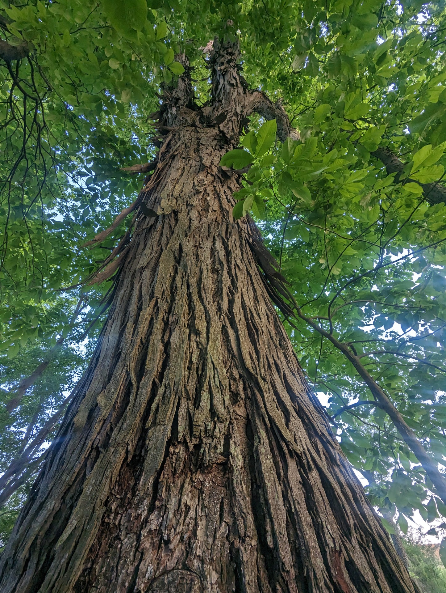 Shellbark Hickory