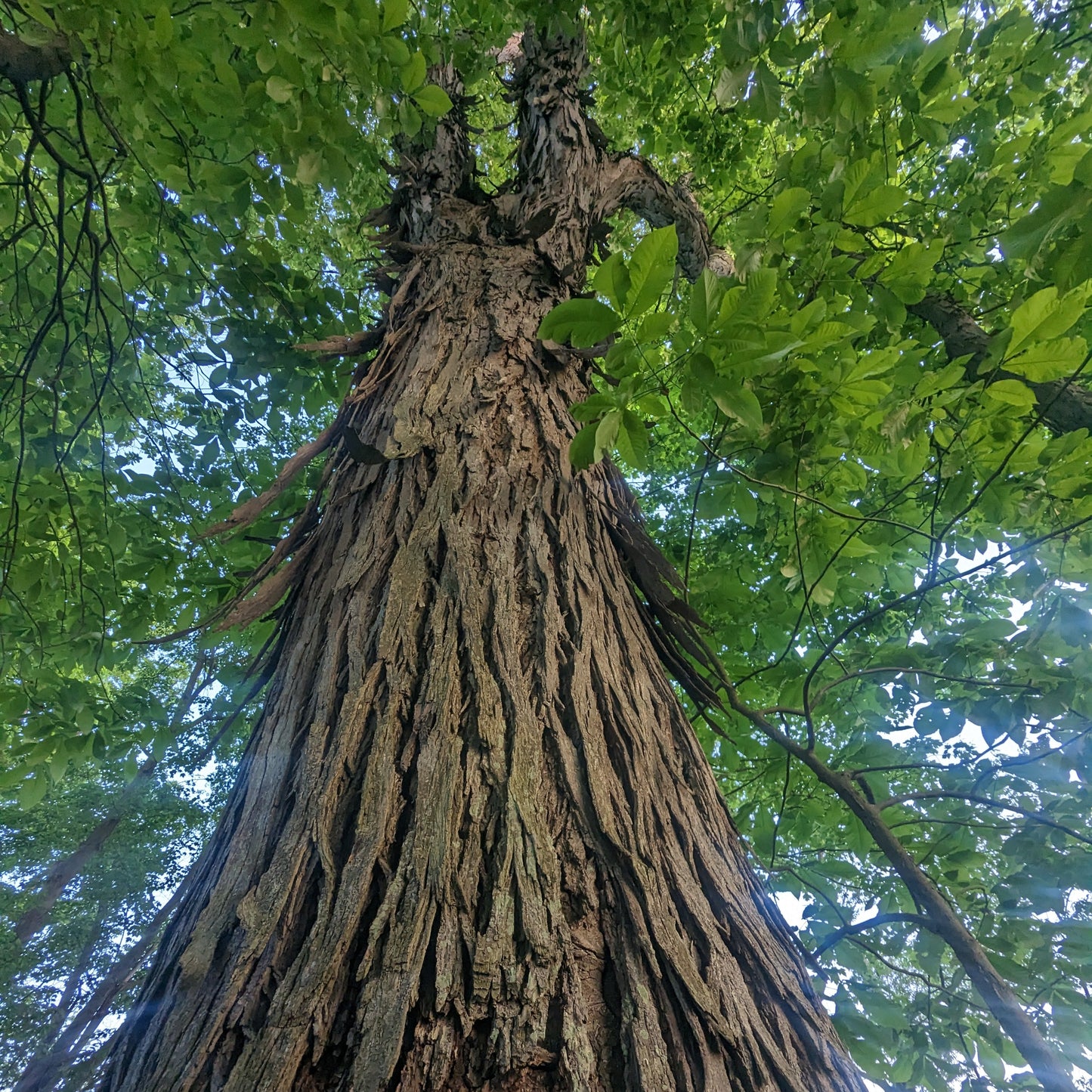 Shellbark Hickory