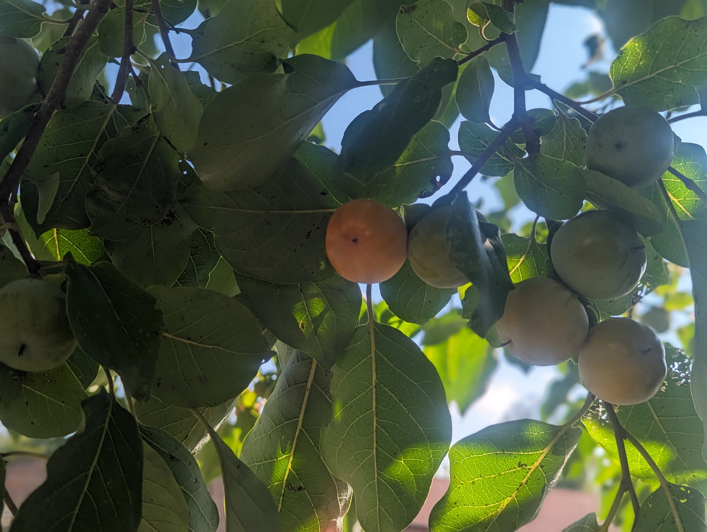 American Persimmon