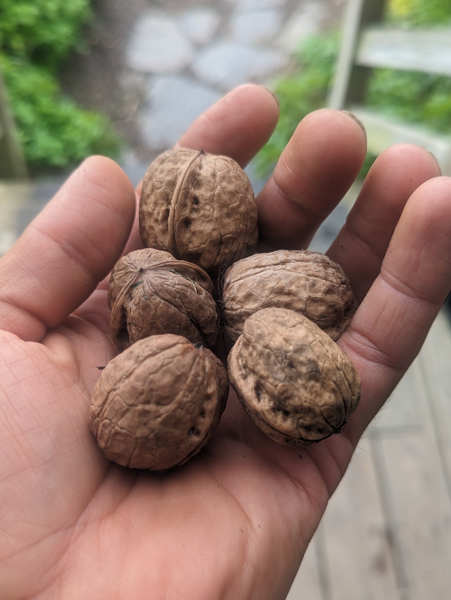 English Walnut (aka Persian Walnut)