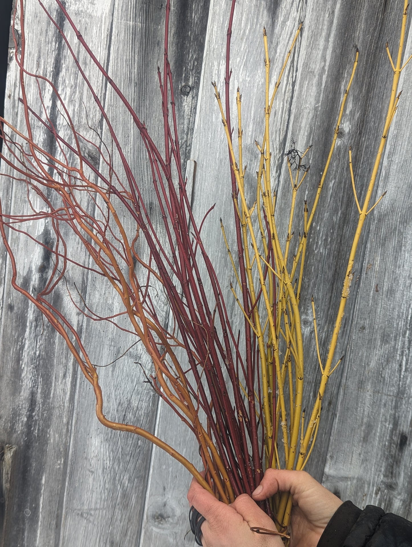 Red-Osier Dogwood (aka Red-twigged Dogwood)