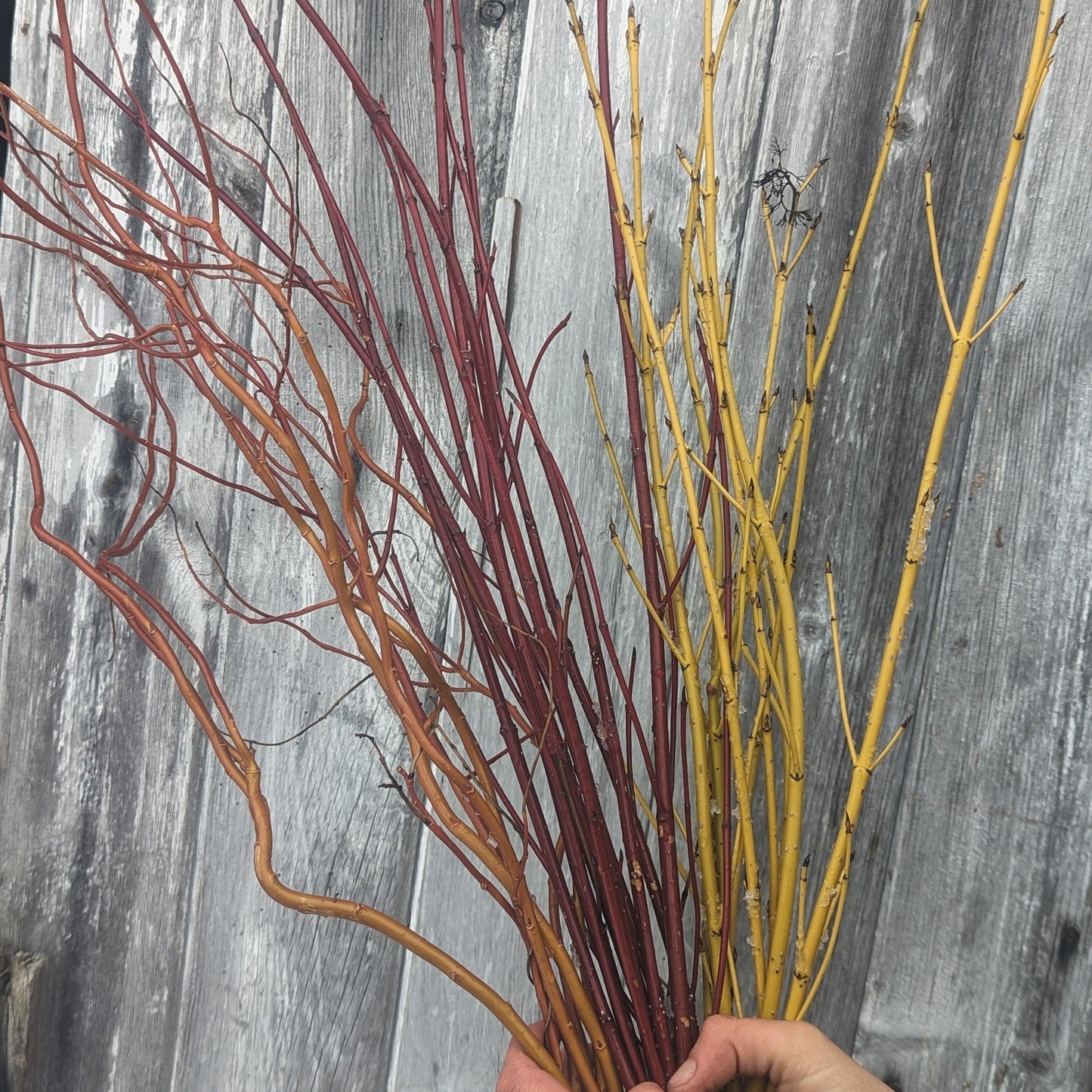 Red-Osier Dogwood (Red-twigged Dogwood)