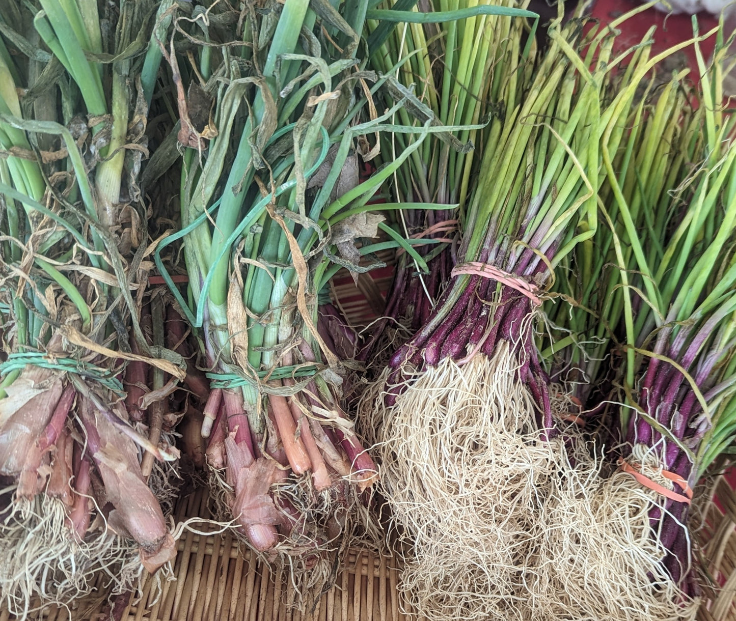 Onion & Shallot Plants