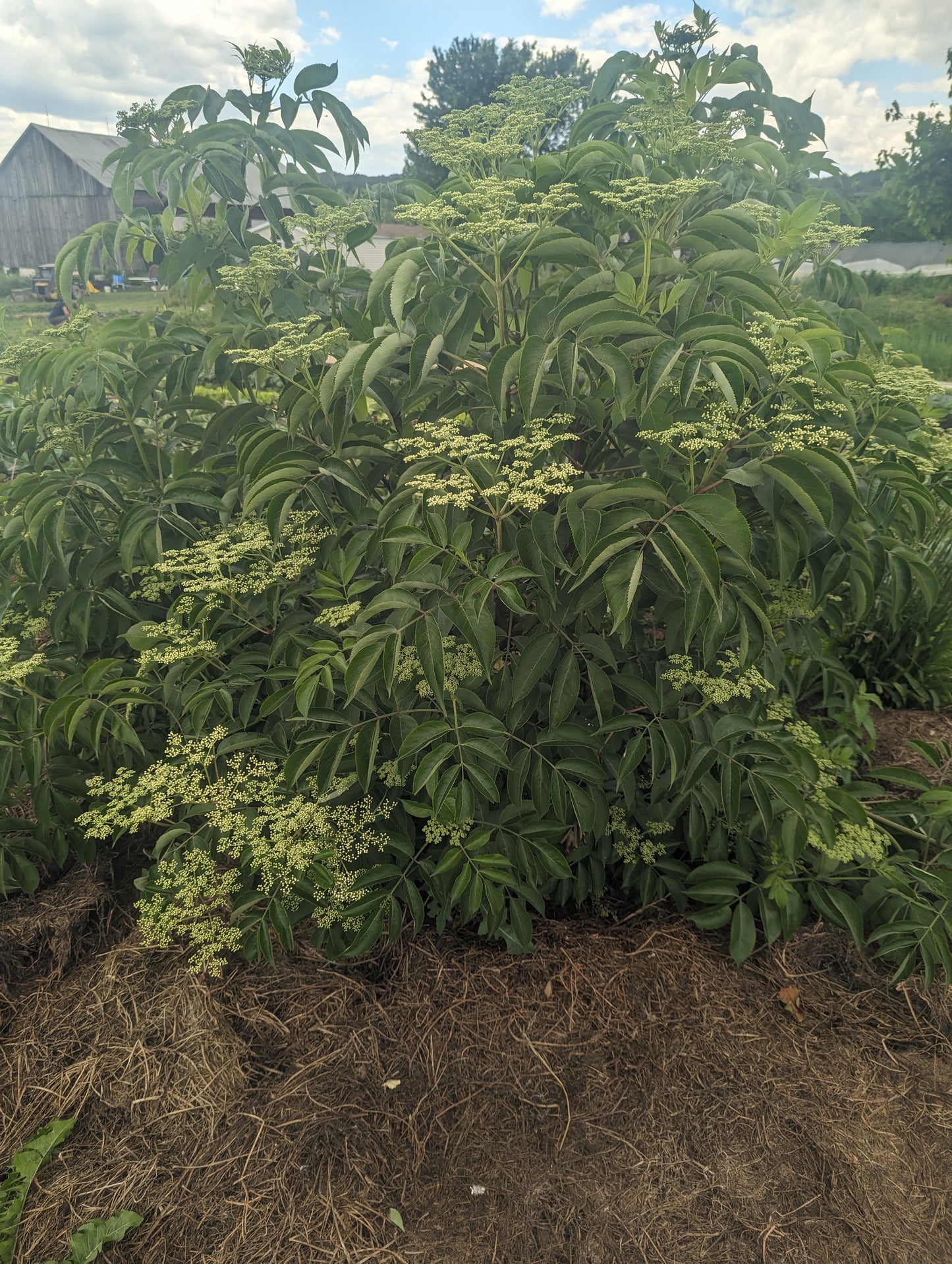 Elderberry (bundle of 3)