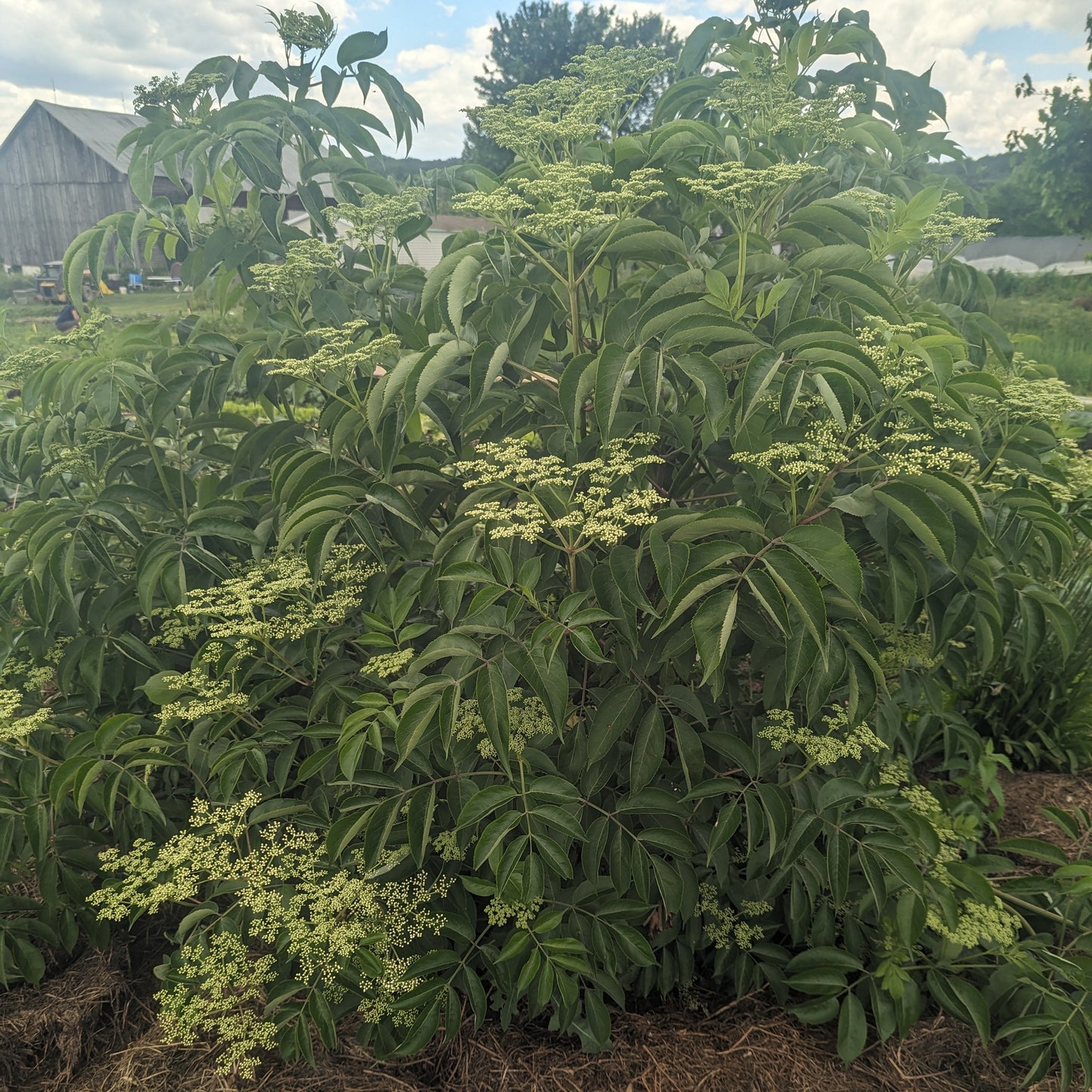 Elderberry (plants and cuttings for rooting)