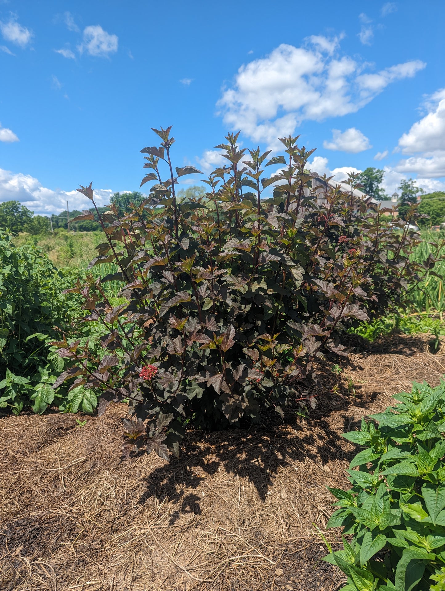 Ninebark