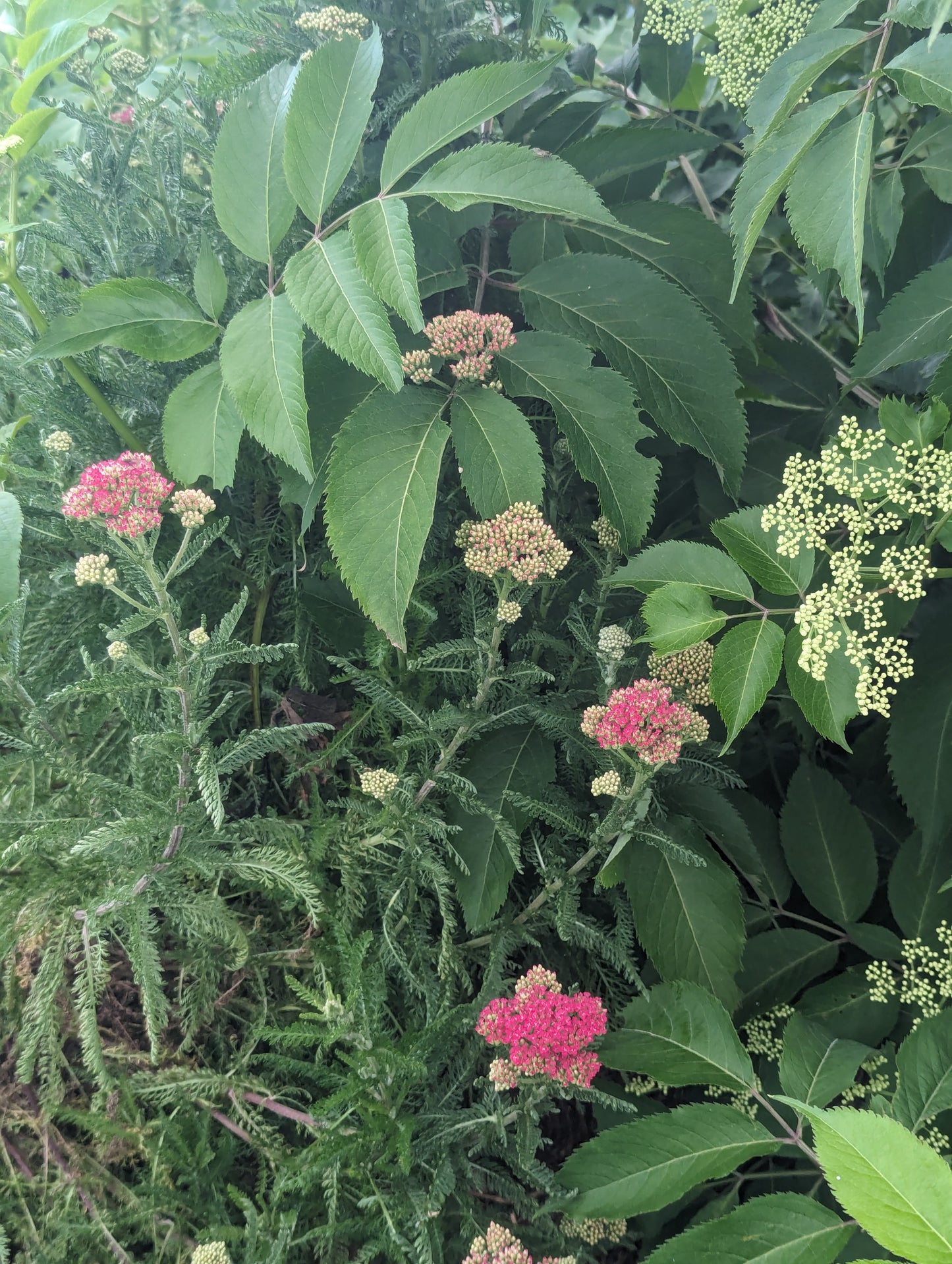 Yarrow