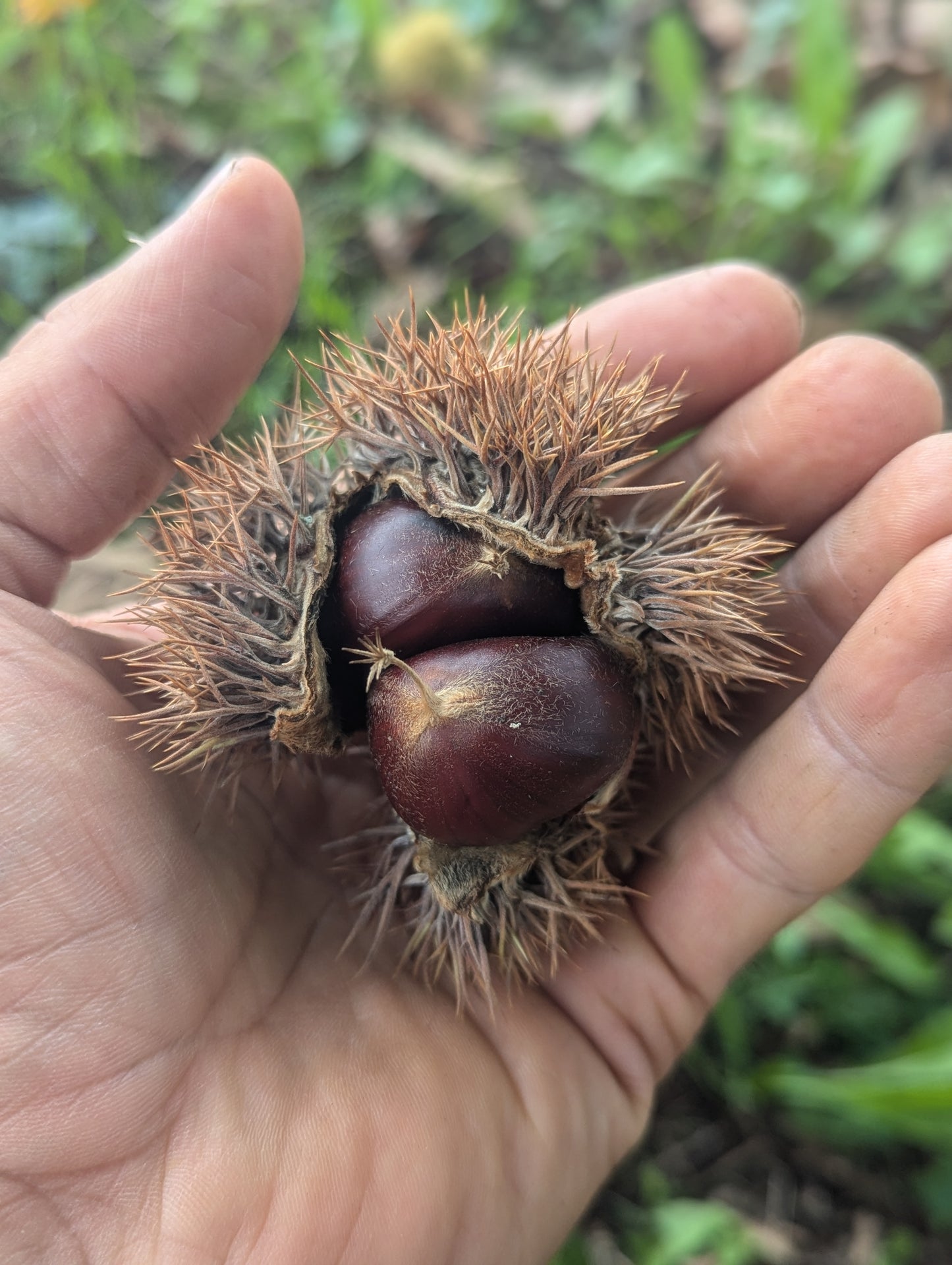 Chestnut