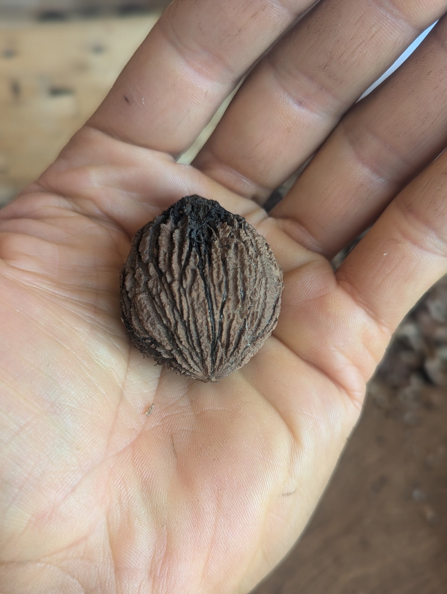 Black Walnut