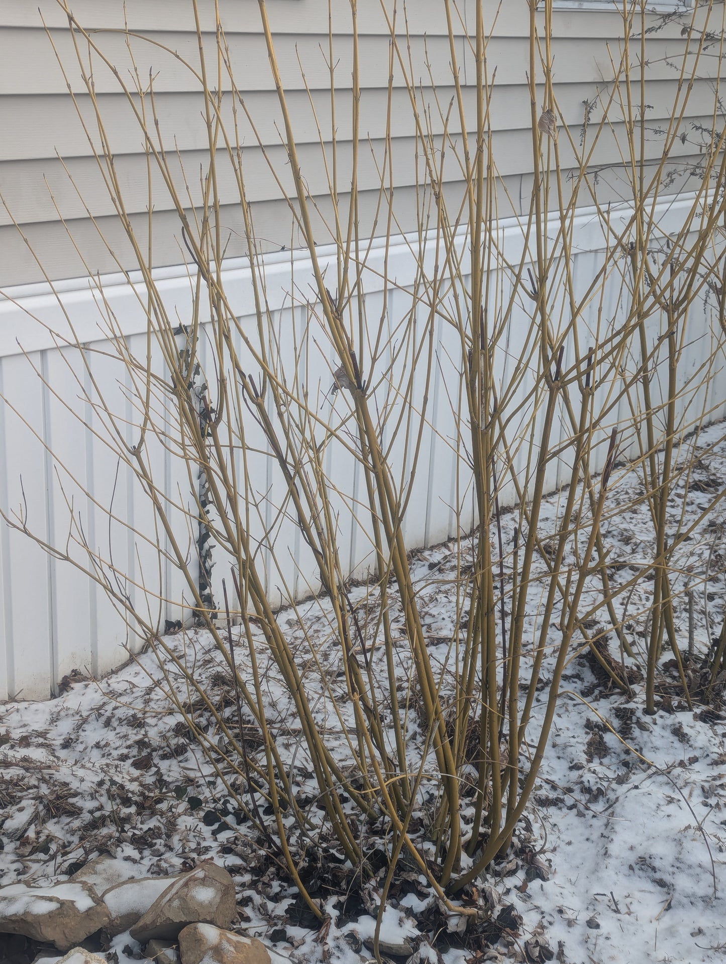 Yellow-twigged dogwood