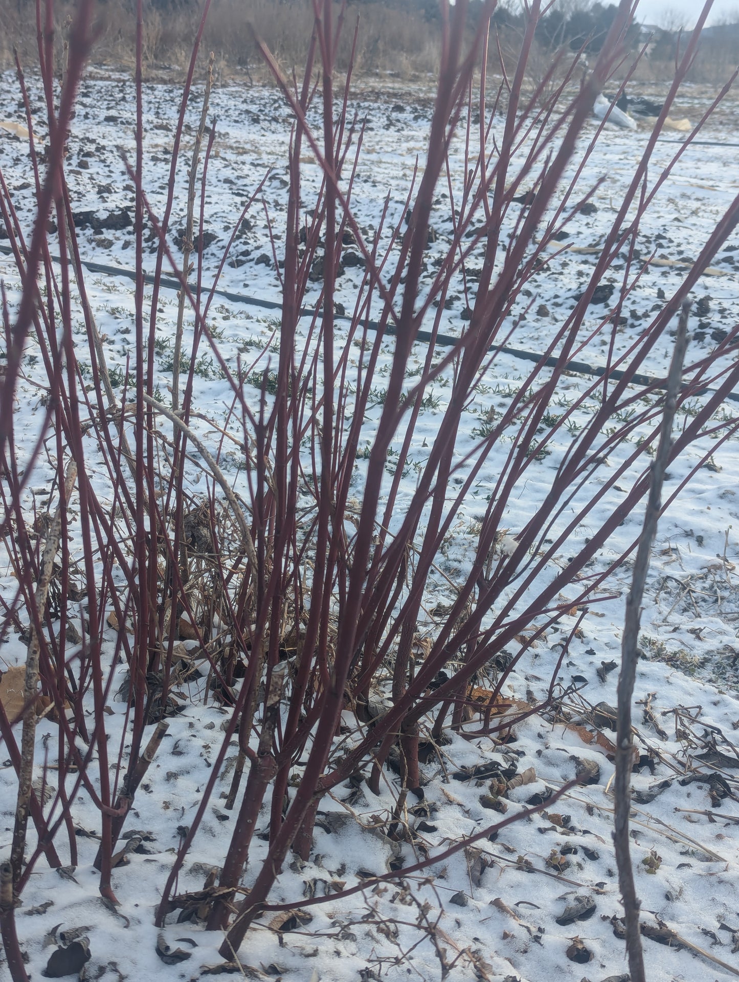 Red-Osier Dogwood (aka Red-twigged Dogwood)